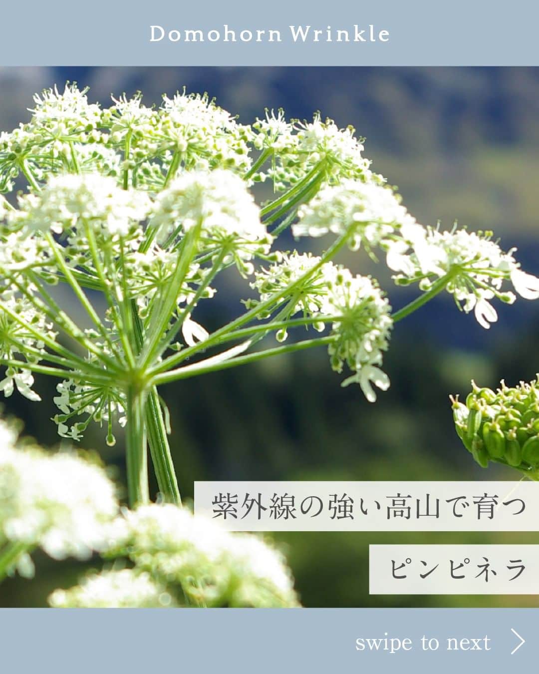 【公式】ドモホルンリンクルのインスタグラム：「≪紫外線の強い高山でも可憐な花を咲かせるピンピネラ🌼≫  ドモホルンリンクル全8点に配合されている 「ピンピネラエキス*」をご紹介✨ ぜひスワイプしてチェックしてみてください♪  ＼ピンピネラに秘められた力／  ピンピネラはアルプスの高山、紫外線が強く降り注ぐ環境でも 可憐な花を咲かせる植物です。  そんな過酷な環境でも力強く育つ植物の力に着目し 研究を重ねる上で、肌への有用性を見出しました✨  さらに、そのポテンシャルを最大限に引き出すため 紫外線量がピークに達する夏に収穫。  また、開花直前に敢えて一度伐採し 再度蘇った株だけを原料として採用をするという 栽培方法も工夫をしています。  小さくかわいらしい花に隠された特別な力。  ドモホルンリンクルはこれからも、植物の隠された力に注目し、よりよい製品づくりをしていきます。  ---------------------------------------------- ＼そのほかの投稿も今すぐチェック！／ ぜひ @domohorn_wrinkle をフォローして、投稿をチェックしてみてください✅ ----------------------------------------------  ＿＿＿＿＿＿＿＿＿＿＿＿＿ *配合目的：肌をすこやかに保つ ＿＿＿＿＿＿＿＿＿＿＿＿＿ #ドモホルンリンクル #ドモホルンリンクル公式 #再春館製薬所 #domohornwrinkle #基礎化粧品 #エイジングケア #化粧品 #スキンケア #コスメ好きな人と繋がりたい #美容好きさんと繋がりたい #エイジングコスメ #30代コスメ #40代コスメ #スキンケアマニア #スキンケア好きさんと繋がりたい #シワ改善 #シワ対策 #シミケア #自然由来 #漢方 #年齢肌 #保湿 #アラサー美容 #アラフォー美容  #肌悩み #ピンピネラ #紫外線 #シワ #シミ #花 ＿＿＿＿＿＿＿＿＿＿＿＿＿」