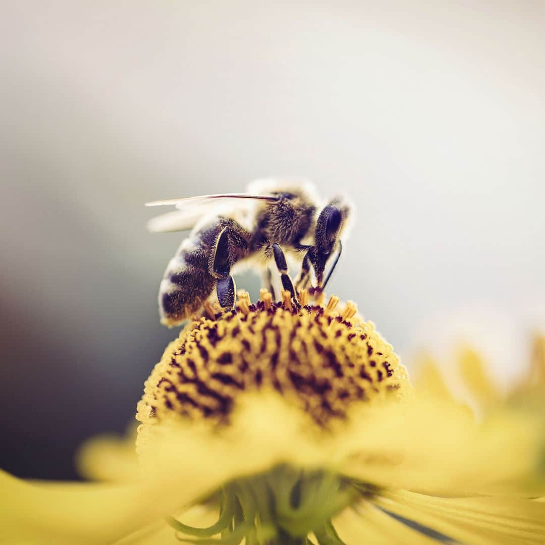 メルヴィータジャポンさんのインスタグラム写真 - (メルヴィータジャポンInstagram)「＼今日は国際生物多様性の日／メルヴィータが自然保護に取り組む理由は？🐝  オーガニックな環境で育まれた1000種以上の 天然原料こそが、メルヴィータの製品の源です。  つまり、大地、海、地球全体が健やかでないと、 製品を作ることは難しくなってしまうのです。  私たちそれぞれの「きれいになりたい」が、 できる限り環境負荷にならないように。  メルヴィータはミツバチの養蜂活動で 過去10年間に1,150個の養蜂箱を設置し、 630万のミツバチの家を作りました🐝  食べ物やあらゆる製品の原料となる 世界の農作物の1/3は、ミツバチの受粉によって 存在しているのをご存知でしょうか？  養蜂家・生物学者であるベルナー・シュビリアにより 創業されたメルヴィータは、環境のため、 持続可能な製品作りのため、養蜂をはじめとした さまざまな活動をしています。  製品を作る前から使い終わった後まで、 40周年を迎えたメルヴィータはこれからも 自然とともに進化します。  -———————————————————————  ミツバチがたっぷりと蜜のある花々を選び抜くように、 良質な植物だけを選び抜き、 オーガニックな製品を肌へと届けてまいります。  製品情報やオンラインでのお買い物は プロフィールのリンクからご覧ください🌿 @melvita_jp   -———————————————————————  #メルヴィータ #melvita #クリーンビューティ #サステナブル #環境保全 #生物多様性の日 #生物多様性 #オーガニックコスメ #ナチュラルコスメ #丁寧な暮らし #エシカルな暮らし #SDGs #エシカルライフ #ナチュラルな暮らし #サステナブルな暮らし #エシカル消費 #シンプルライフ #エコ活動 #SDGs #持続可能な暮らし  #オーガニック美容  #みつばち #今日はなんの日 #自然の恵み #ミツバチ #養蜂 #はちみつ #🐝」5月22日 18時00分 - melvita_jp