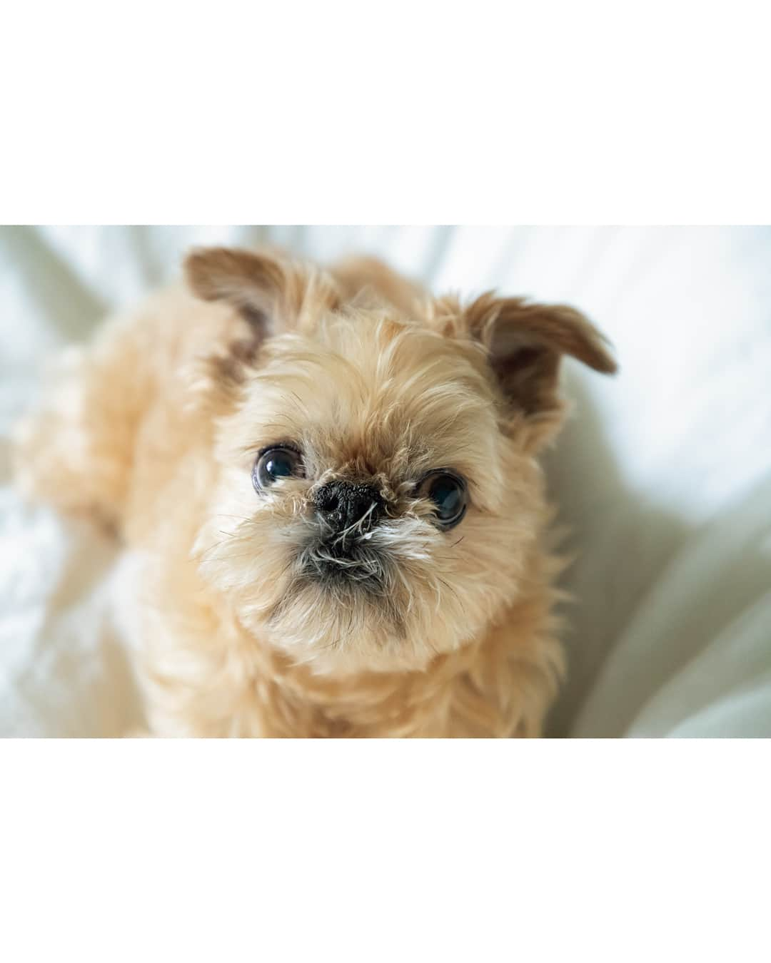 フィガロジャポンさんのインスタグラム写真 - (フィガロジャポンInstagram)「思わずキュン🤍 我が家の愛犬ポートレートを一部公開！ 第一線で活躍するフォトグラファーが暮らしの中で切り取った、とっておきの愛犬たち。ファニーな表情は必見。  1_峠 雄三 @tougeyuzo 🦮はるお（右）パグ 3歳 男の子 @haruo.pug 🦮おもち（左）ペキチー 6歳 男の子 「もしかして中の人は人間なのかな？と思うくらい、顔の表情が豊かなはるお。もう少しでしゃべり出すのではないか、と思っています（笑）。大親友であり、同居犬であるペキチー犬のおもちと2匹で、朝のお散歩後にリラックスしている様はとにかく愛らしい」   2_木寺紀雄 @noriokidera 🐕にもじ ブリュッセルグリフォン 享年13歳 男の子 「20年5月頃に撮影したもの。コロナ禍の中、ずっと家にいて、人形やものを眺めては、遊んでもらいたいような、どっかに連れて行ってもらいたいような、でも静かに寝かしてもらいたいような。そんなことを、目を見て、どっち、どっち、と話していたところです」  3_吉田パンダ @wolf_tiger_normandy 🐕あづき トイプードル 享年16歳 男の子 「内弁慶なあづき。街中ではおとなしいのに車や室内にいる時だけ、外の出来事に勇敢!　写真はノルマンディのシャンブルドットに泊まった時のもの。到着早々、ダッシュで窓から外をチェック。地球防衛軍として励みました」  他にも、フィガロジャポン7月号ではカメラマンが撮る愛犬の可愛い姿を掲載中。愛らしい姿に癒されて！  -フィガロジャポン7月号より-  #吉田パンダ #いぬパリ #パグ #pug #ペキチー #ブリュッセルグリフォン #brusselsgriffon #トイプードル #toypoodle #犬 #inu #dog #figaromydog2023 #madamefigarojapon #フィガロジャポン #マダムフィガロジャポン」5月22日 18時48分 - madamefigarojapon