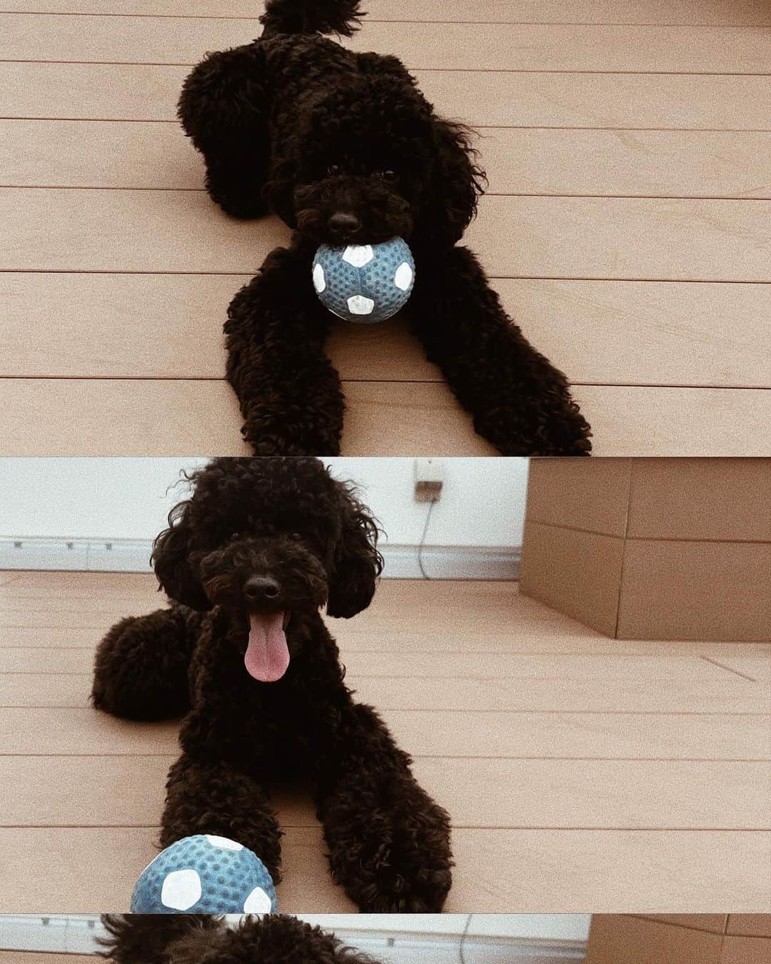 浪花ほのかのインスタグラム：「愛おしすぎる🥺🥺🔆 最近ストーリー犬うるさくてごめんなさい💦😢💦笑」
