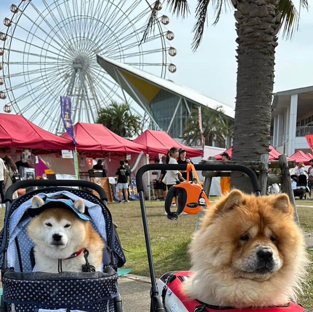 いなりのインスタグラム：「✰ ✰ ✰  ラグーナテンボスの串フェアに行ってきたよ。  らいくんは船に乗りたかったけど、私は船とバスが大の苦手。 らいくんといなちゃんだけ船に乗れないかお姉さんが駆け回ってくれたけどダメでした。 何でダメなんだろう…？？  いなちゃん何か怒ってます？ つまんないですかね？帰りたいですかね？  ✰ ✰ ✰  #その無の顔やめてもらっていいですか？ #犬は行きたくないのに飼い主が無理矢理連れてきた風やめて #一番はりきってたやん #一番最初に玄関で待機してたやん  #アトピっ子わんこ #柴犬いなり #柴 #しば #しばいぬ #日本犬 #いぬバカ部 #柴犬ライフ #サンデイ #犬 #pecoいぬ部 #shiba #shibainu  #shibadog  #shibarbucks #shibastagram #japanesedog #shibainulifes #多頭飼い」