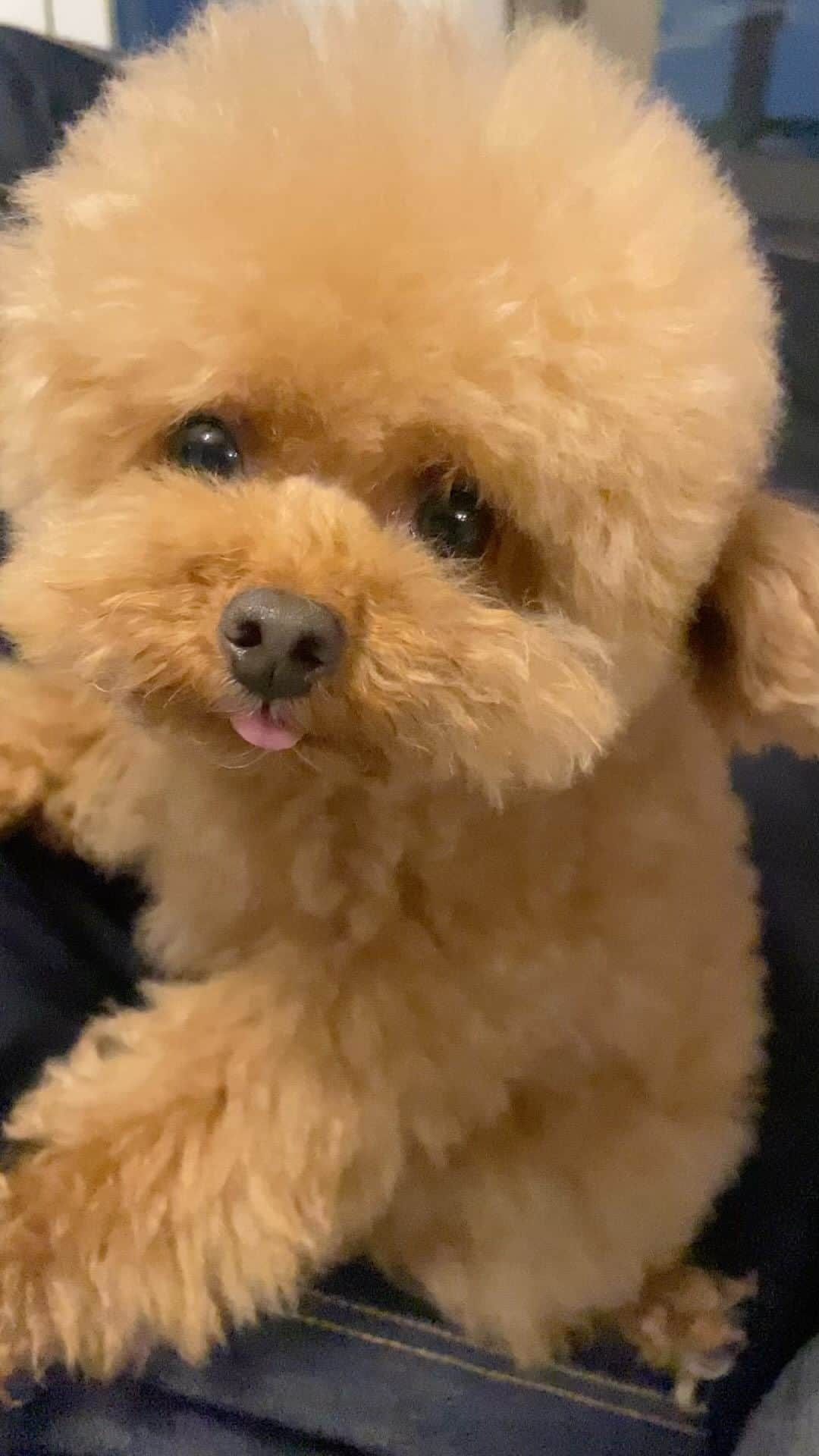 しらす先輩のインスタグラム