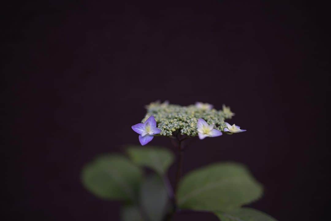 Naomiのインスタグラム：「裏庭の山紫陽花が色付いてきました。  #nao1223garden」