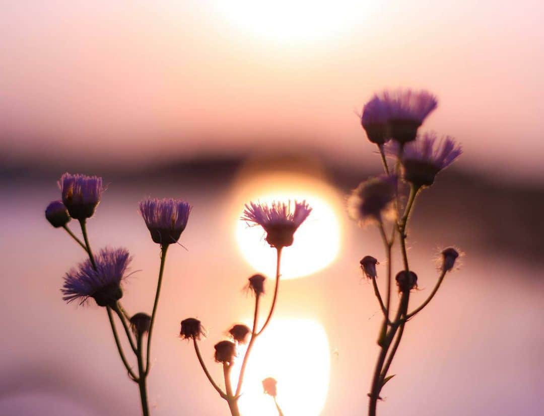 花の写真館のインスタグラム：「Photo by @emii9070. https://instagram.com/emii9070/ . Original Post[投稿いただいたURL] https://www.instagram.com/p/CsXrWqjvIip/ . 本アカウントは、 #私の花の写真 をつけてInstagramに投稿された皆さまの花の写真や、「花の写真館」Facebookページで投稿された花の写真を紹介します。 「花の写真館」Facebookページは、「 @floral.photograph 」のプロフィールにあるURLからご覧ください。 . ※各種法令、マナー、関係者の指示に従った撮影をお願いします。 *Please ensure that your photography adheres to all relevant laws, etiquette, and instructions issued by authorized persons. ※本アカウントは東京カメラ部がFacebook、Instagramのサービスを利用して運営しているもので、Meta社・Instagramとは一切関係ありません。 . #花の写真館 #floralphotograph #floralphoto #flower #flowers Follow: @floral.photograph」