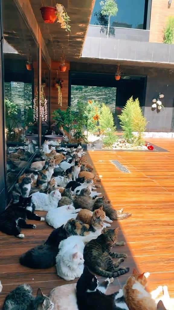 Cute Pets Dogs Catsのインスタグラム