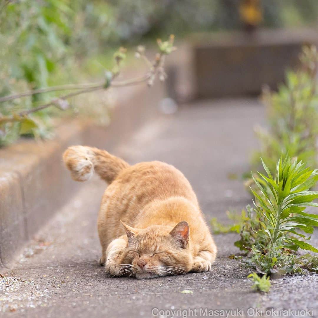 Masayukiさんのインスタグラム写真 - (MasayukiInstagram)「ぺったり。  #cat #ねこ #猫 #東京カメラ部 #nekoclub  #mmgtw #my_eos_photo  #yourshotphotographer」5月22日 19時58分 - okirakuoki