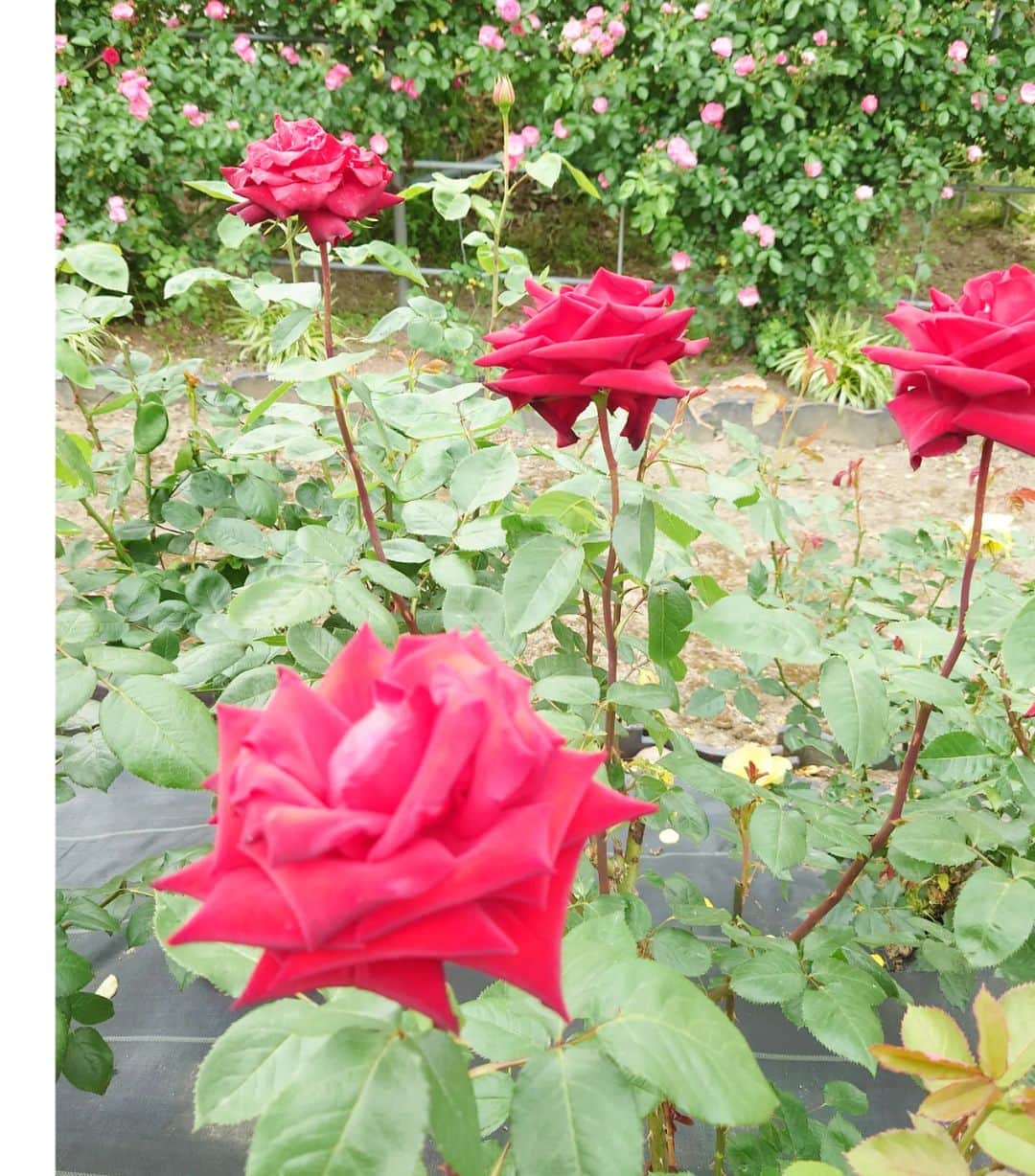 伊勢みずほさんのインスタグラム写真 - (伊勢みずほInstagram)「お庭のバラが満開です🌹 あたり一面いぃ〜香り🥰  あっ！我が家ではありません！ お世話になっている方のお庭です。  手入れの行き届いた素晴らしいお庭、 憧れますぅ！ お招きいただきありがとうございました🌹とっても癒やされましたぁ✨  #薔薇　#バラ　#🌹 #薔薇の季節 #シャクナゲ #ガーデニング　#お庭づくり #てんとう虫　#🐞 #伊勢みずほ　#新潟 #深呼吸したくなる #講演会　#感謝」5月22日 20時03分 - isemizuhoo