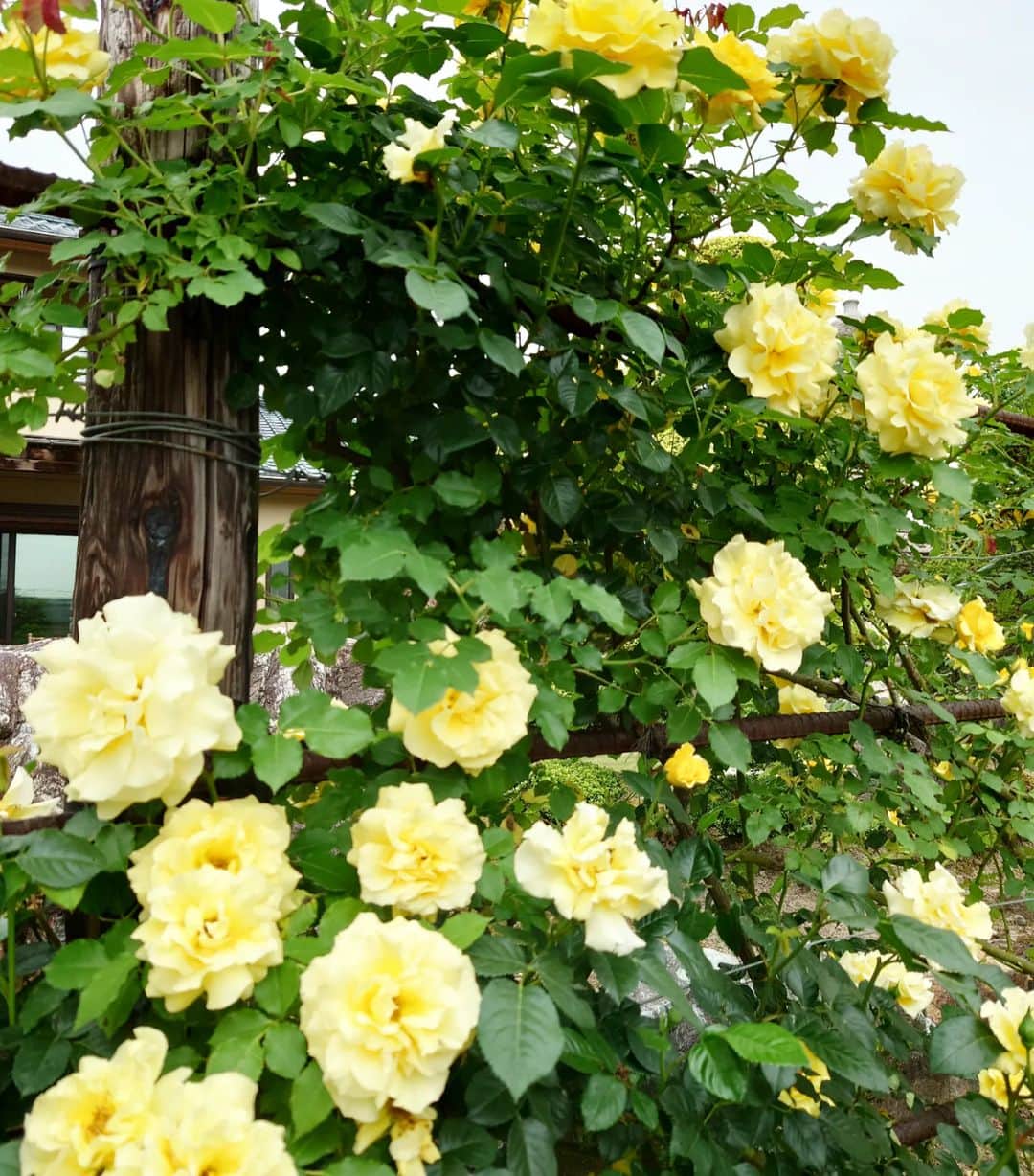 伊勢みずほさんのインスタグラム写真 - (伊勢みずほInstagram)「お庭のバラが満開です🌹 あたり一面いぃ〜香り🥰  あっ！我が家ではありません！ お世話になっている方のお庭です。  手入れの行き届いた素晴らしいお庭、 憧れますぅ！ お招きいただきありがとうございました🌹とっても癒やされましたぁ✨  #薔薇　#バラ　#🌹 #薔薇の季節 #シャクナゲ #ガーデニング　#お庭づくり #てんとう虫　#🐞 #伊勢みずほ　#新潟 #深呼吸したくなる #講演会　#感謝」5月22日 20時03分 - isemizuhoo