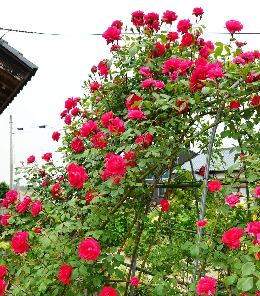 伊勢みずほさんのインスタグラム写真 - (伊勢みずほInstagram)「お庭のバラが満開です🌹 あたり一面いぃ〜香り🥰  あっ！我が家ではありません！ お世話になっている方のお庭です。  手入れの行き届いた素晴らしいお庭、 憧れますぅ！ お招きいただきありがとうございました🌹とっても癒やされましたぁ✨  #薔薇　#バラ　#🌹 #薔薇の季節 #シャクナゲ #ガーデニング　#お庭づくり #てんとう虫　#🐞 #伊勢みずほ　#新潟 #深呼吸したくなる #講演会　#感謝」5月22日 20時03分 - isemizuhoo