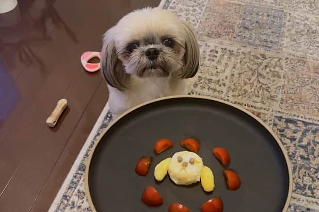 佐藤里緒菜さんのインスタグラム写真 - (佐藤里緒菜Instagram)「_ 5.19 家族記念日🐶💛 シカクさんがうちにやってきて2年が経ちました。 日に日に愛は深まるばかりです。 だーいすき長生きしてね。  ケーキの顔が不細工なのはスルーしてくださいね😂」5月22日 20時27分 - riona__