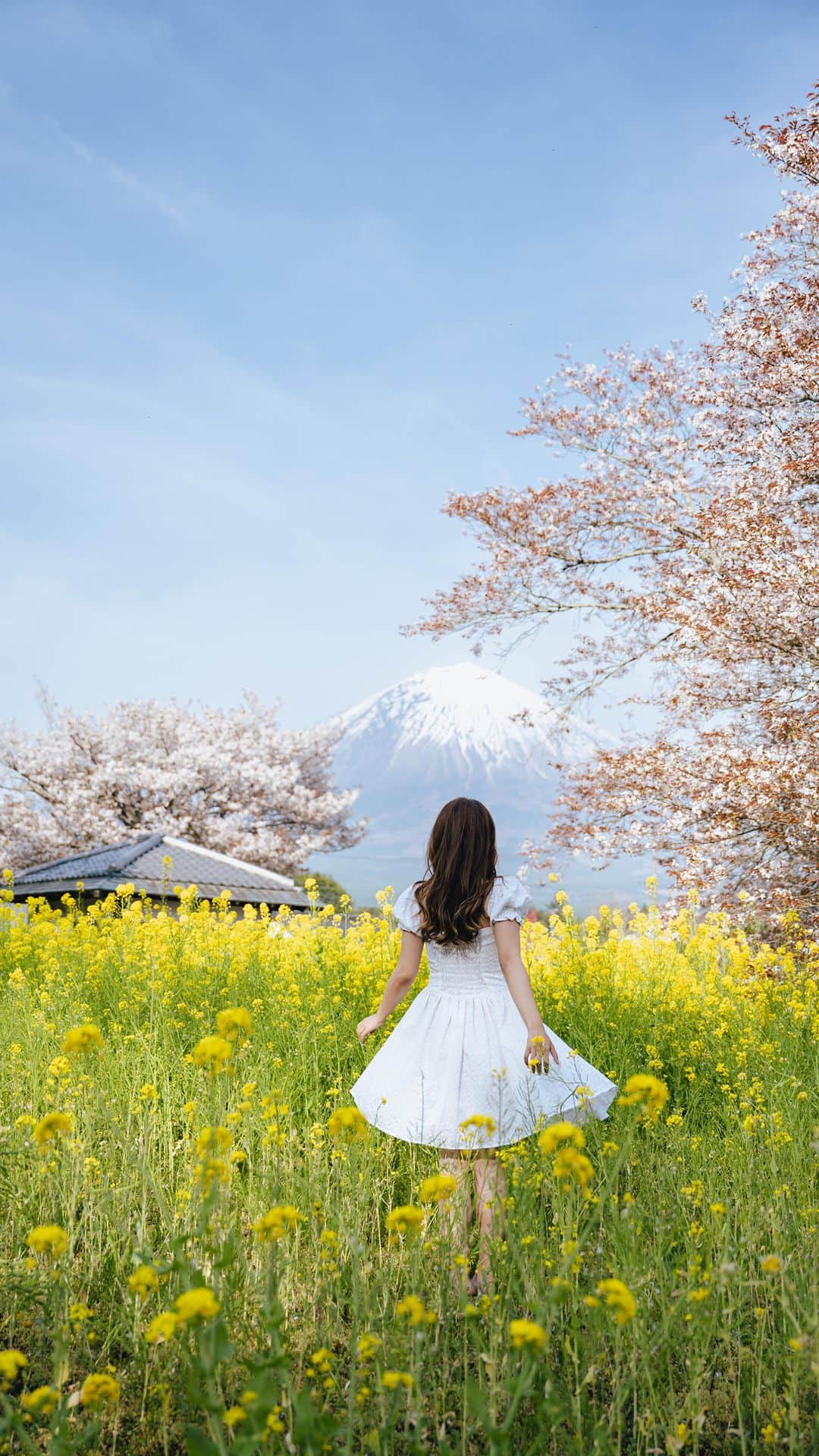 Stella Leeのインスタグラム：「What’s your idea of perfect spot of Japan? For me it is Sakura + Mount Fuji 🌸🗻🌸」