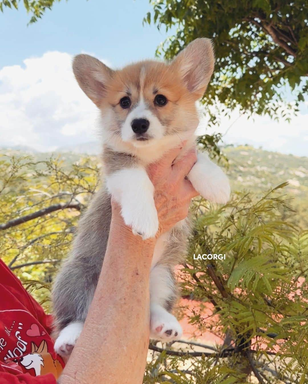 Geordi La Corgiさんのインスタグラム写真 - (Geordi La CorgiInstagram)「Yesterday I visited the Scotty x Juliet litter and got some much needed puppy therapy! Which puppy is your fav? 💛  ⚠️Note: I cannot confirm whether the puppy in the last photo is an actual pembroke welsh corgi or just an angry bear 🐻  Sire: GCH Tri-umph That’s How I Roll RA NAJ BCAT CGC “Scotty”  Dam: CH Bigelbach’s Love Story “Juliet”」5月23日 6時49分 - lacorgi