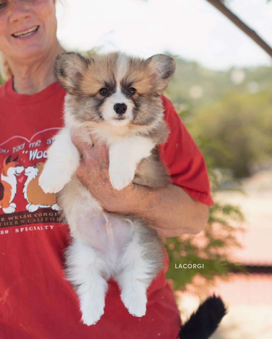 Geordi La Corgiさんのインスタグラム写真 - (Geordi La CorgiInstagram)「Yesterday I visited the Scotty x Juliet litter and got some much needed puppy therapy! Which puppy is your fav? 💛  ⚠️Note: I cannot confirm whether the puppy in the last photo is an actual pembroke welsh corgi or just an angry bear 🐻  Sire: GCH Tri-umph That’s How I Roll RA NAJ BCAT CGC “Scotty”  Dam: CH Bigelbach’s Love Story “Juliet”」5月23日 6時49分 - lacorgi