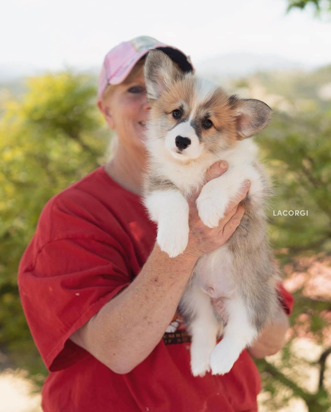 Geordi La Corgiさんのインスタグラム写真 - (Geordi La CorgiInstagram)「Yesterday I visited the Scotty x Juliet litter and got some much needed puppy therapy! Which puppy is your fav? 💛  ⚠️Note: I cannot confirm whether the puppy in the last photo is an actual pembroke welsh corgi or just an angry bear 🐻  Sire: GCH Tri-umph That’s How I Roll RA NAJ BCAT CGC “Scotty”  Dam: CH Bigelbach’s Love Story “Juliet”」5月23日 6時49分 - lacorgi