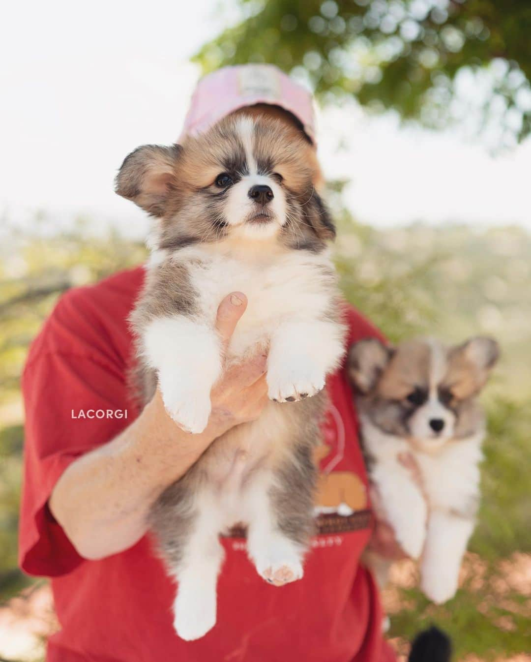 Geordi La Corgiさんのインスタグラム写真 - (Geordi La CorgiInstagram)「Yesterday I visited the Scotty x Juliet litter and got some much needed puppy therapy! Which puppy is your fav? 💛  ⚠️Note: I cannot confirm whether the puppy in the last photo is an actual pembroke welsh corgi or just an angry bear 🐻  Sire: GCH Tri-umph That’s How I Roll RA NAJ BCAT CGC “Scotty”  Dam: CH Bigelbach’s Love Story “Juliet”」5月23日 6時49分 - lacorgi