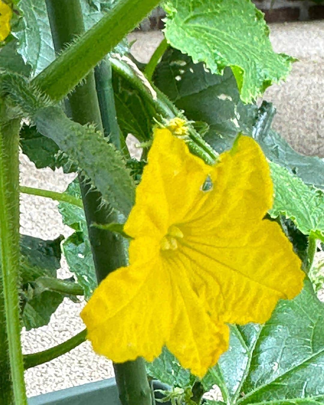 栗原はるみさんのインスタグラム写真 - (栗原はるみInstagram)「みなさんおはようございます。 昨日の朝インスタが上手くつながらなくて心配しましたね〜。 今朝は大丈夫そうです。 たった今写した雨の中の紫陽花です。数えてみたらなんと36個も。 昨日の午後庭に出たらきゅうりもトマトも少しずつ育ち始めていました。セロリは花も付けてバジルもとっても元気です。 昨日は2年前に作った梅甘酢を使ってきゅうりを漬けました。さっき食べてみたらとってもおいしく出来ていましたよ〜。 今年もいろいろな物を手作りしたいと思っています。今、山椒を注文をしていて山椒昆布も煮るつもりです。小梅、青梅を漬けたり梅シロップ、梅酒も作ります。みなさんも一緒にやりましょう〜。 今日の最後の一枚は玲児さんに飾った一輪の紫陽花です。 私は毎日一つでもいいから楽しいこと、嬉しくなれること、元気になれることを考えながら過ごしています。 みなさん今日も楽しい一日を過ごしましょうね〜。 私は明日の撮影の準備をやります。 #栗原はるみ  #kuriharaharumi」5月23日 6時57分 - harumi_gram