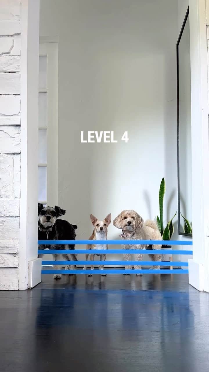 Remix the Dogのインスタグラム：「Wait until Level 8! 😯  #dogsofinstagram #schnauzer #poodle #chihuahua #doglovers」
