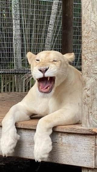 Zoological Wildlife Foundationのインスタグラム：「As we close out another Monday our award 🥇 for the winner of best #mondaymood goes to our Female White Lion Dana whose face says it all. 😝 🥱   Have you survived the first day back at work for the week?   Let us know in the comments. Gifs welcome 😝   📸 Mikayla Hardy   Join us by booking your tour 📞 (305) 969-3696 or visit ZWFMiami.Com.」