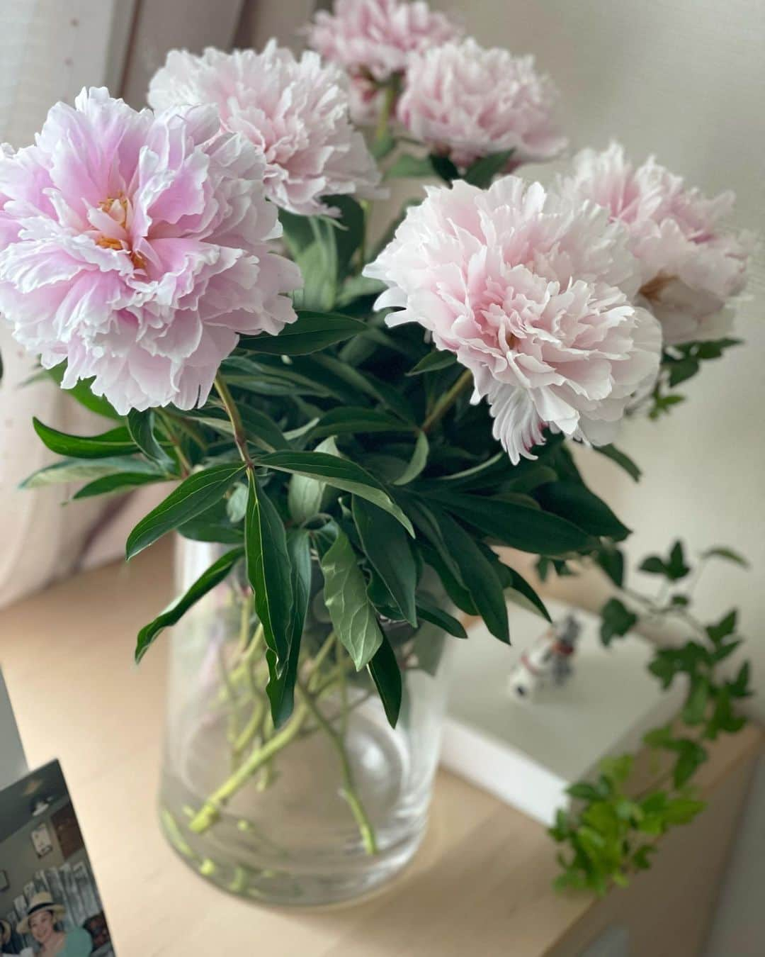 沢瀉美緒さんのインスタグラム写真 - (沢瀉美緒Instagram)「※ Peonies from @kanekonoen 💐 . 金子農園さんからやってきた信濃の春✨ . 出張もなく香りを存分に楽しむことができました。 . また来年かな。 先日友人のお宅にお伺いした際、 同じような成長具合の芍薬があったので 尋ねたところ、全く同じ便でやってきた芍薬でした。 . プレイバックしてみると、コロンとした蕾だったのに 今はすっかり満開です😌 . . #金子農園 #芍薬 #peonies #花のある暮らし #お花のある暮らし」5月22日 22時27分 - mio_omodaka