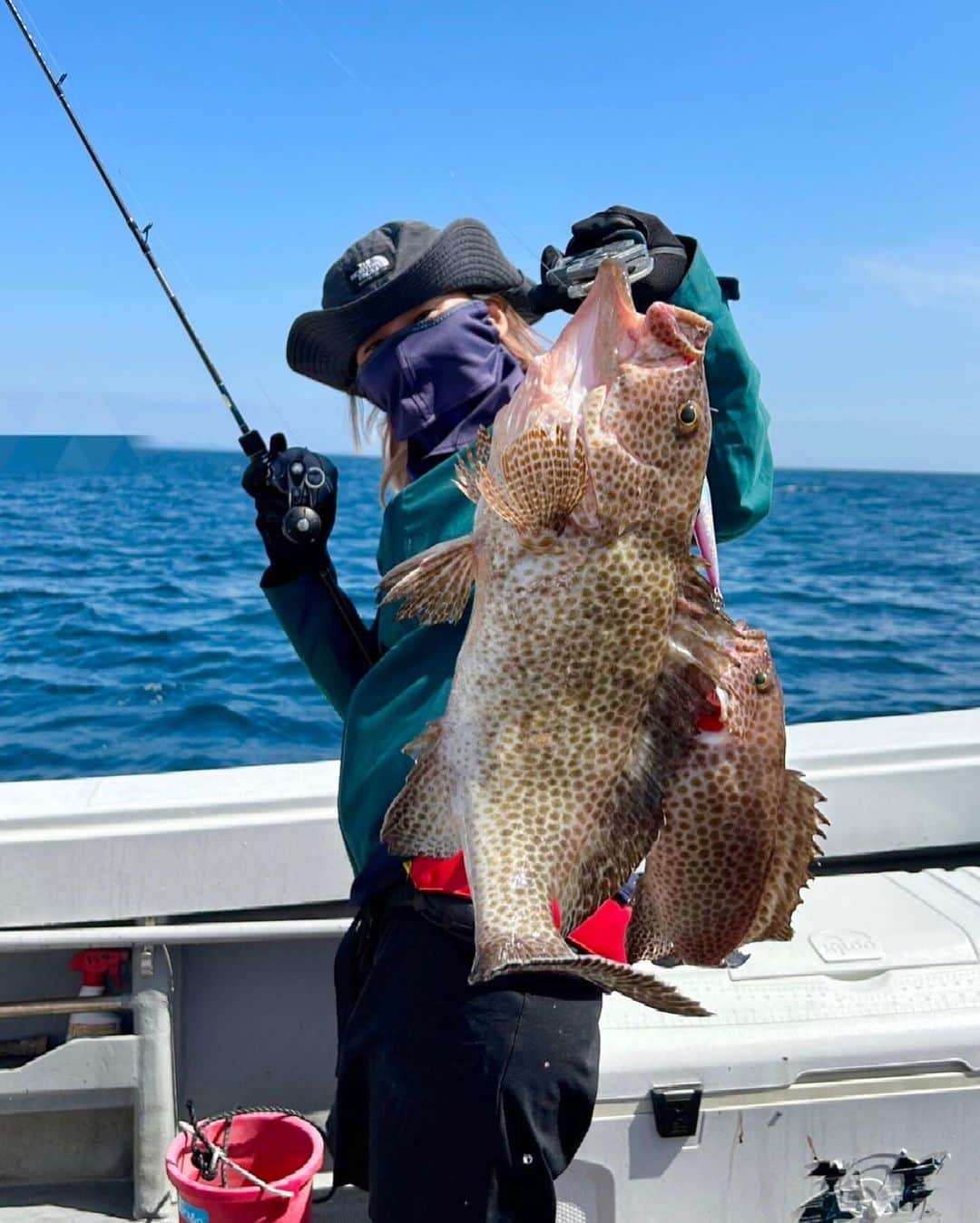 平地真菜さんのインスタグラム写真 - (平地真菜Instagram)「【釣り🎣】 土曜日はイサキ狙いで釣りに出かけました✨  でもイサキって難しいーーー！ ぶるるんバタバタ って当たった感覚があるのに 巻いていくと反応がなくなる！ バレやすいって聞いてたけどこういうことか 2回はバラしたーー🥺  お昼になって周りでイサキが当たりはじめたので気合い入れてしゃくったら良い当たりが！  今度こそ！ 絶対逃さんぞーー！ とドラグを緩めで巻いていく しかし巻けない  巻けないからドラグをしめるとめっちゃ引く！ イサキってこんなに引くのかな？ って思ってたらヤズでした😂  まだ釣ったことがないからイサキの引きはよくわからないんです🐟  その後も周りでイサキが釣れる中、当たりがあったのでイサキだろうと思って待ってたらヤズだった😂（2匹目）  このヤズがまた元気で 船の下から反対側に行ってしまって…  初めて船の上を回りました  そんな時に素早く場所を譲ってくださった 釣り人の皆さんが優しかった🥺  しかし師匠曰く、もっと早くあげられるとの事だったので次の釣行に向けて筋トレしようと思います💪😂  本命のイサキはなぜか釣れなかったけど 脂ののったヤズが2匹、オニカサゴ アヤメカサゴ、最後にタイが釣れたので 大・満・足です🐟  でも 次はイサキも釣れたら嬉しゅうございます  あー、楽しかったー🤭 #釣り #釣り女子 #ライトジギング #長崎釣り #船釣り  @kaion_kayaki  いつもお世話になるのは海音です！ @rilorilo.fishing  師匠\( ˆoˆ )/ ヤズとオオモンハタは 物々交換してもらいました 師匠はイサキ釣ってた 違いはなんだったんだろう😂」5月22日 22時43分 - mana_hirachi