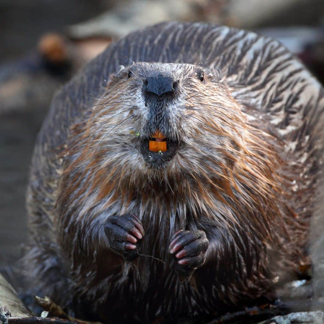 アニマルプラネットさんのインスタグラム写真 - (アニマルプラネットInstagram)「Why do #beavers have orange teeth? 🦫  Beavers have iron in their tooth enamel, which gives it an orange color. The iron makes their teeth strong enough to chew through trees!   Photo by Pat Gaines  #Interesting #Animals #Wildlife #Photography #Nature」5月23日 0時21分 - animalplanet