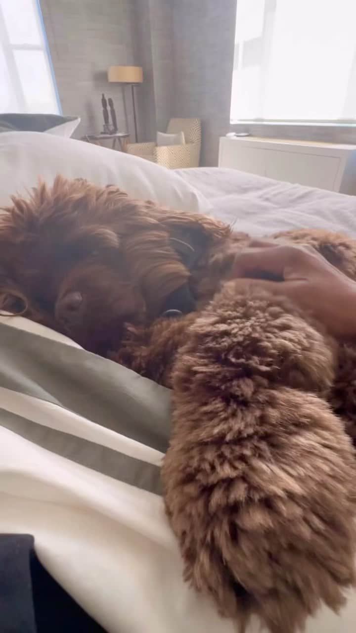 イマン・アブドゥルマジドのインスタグラム：「Endless love and endless pets #MarsLove #MarsMonday」