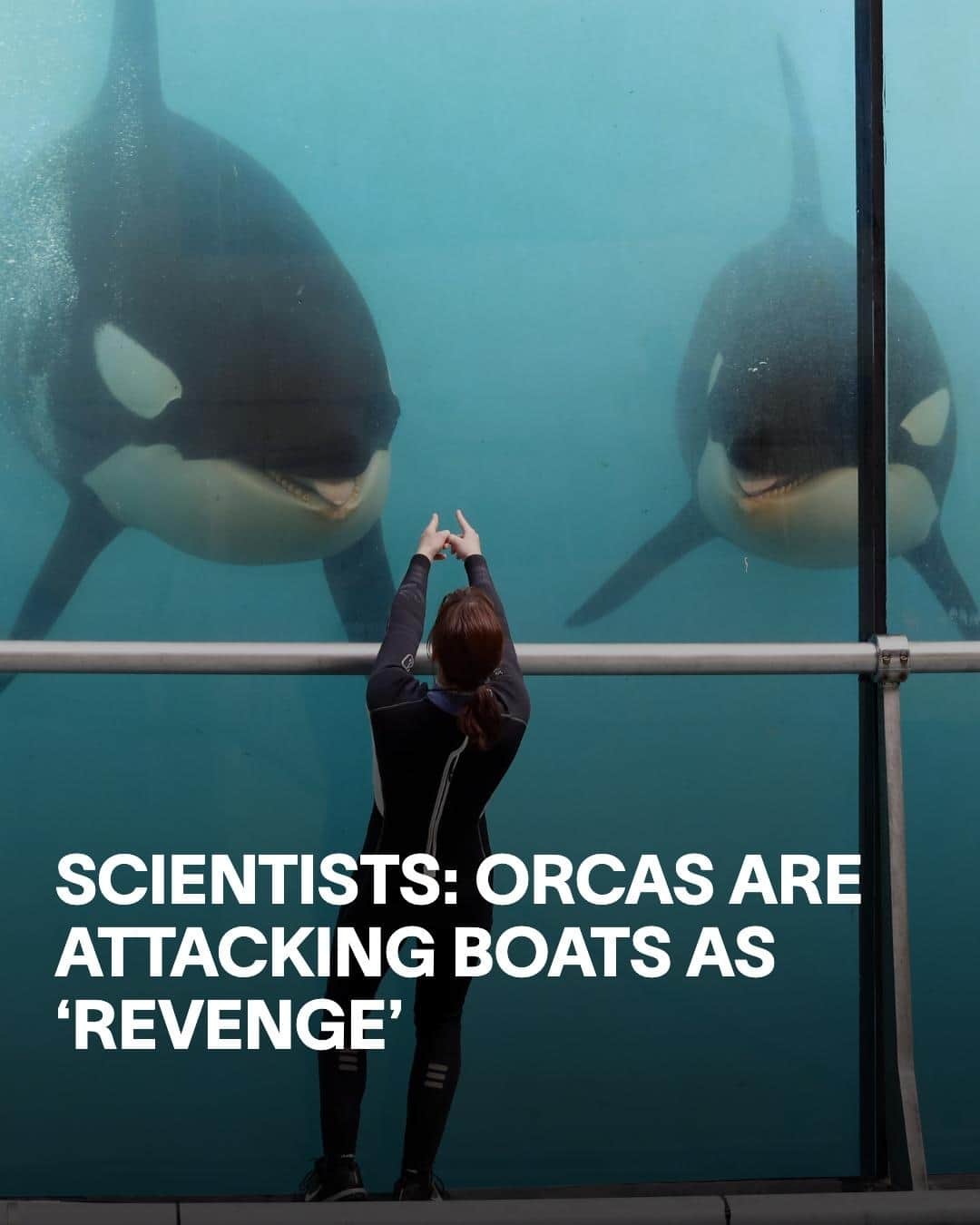 VICEさんのインスタグラム写真 - (VICEInstagram)「In the waters off the Iberian coast, the orcas have been taking their revenge. ⁠ ⁠ Over the last few years, groups of killer whales have had hundreds of "disruptive" interactions with boats – three of which have caused the boats to sink. According to a recent report, the orcas have mainly targeted the boats' rudders or hulls, and researchers believe that a female orca – named White Gladis by scientists – taught this aggressive behavior to other adult orcas, whose offspring then picked it up from them. ⁠ ⁠ The report said the attacks could be caused by orcas' "natural curiosity", but according to co-author Alfredo López Fernandez, the leading theory is that the seemingly coordinated attacks are essentially revenge – not for SeaWorld, but because of a “critical moment of agony” experienced by White Gladis. ⁠ ⁠ Gangs of killer whales intentionally attacking boats has understandably “astounded” marine biologists, and they warn that if the situation continues it could endanger both sailors and the orcas.」5月23日 0時55分 - vice
