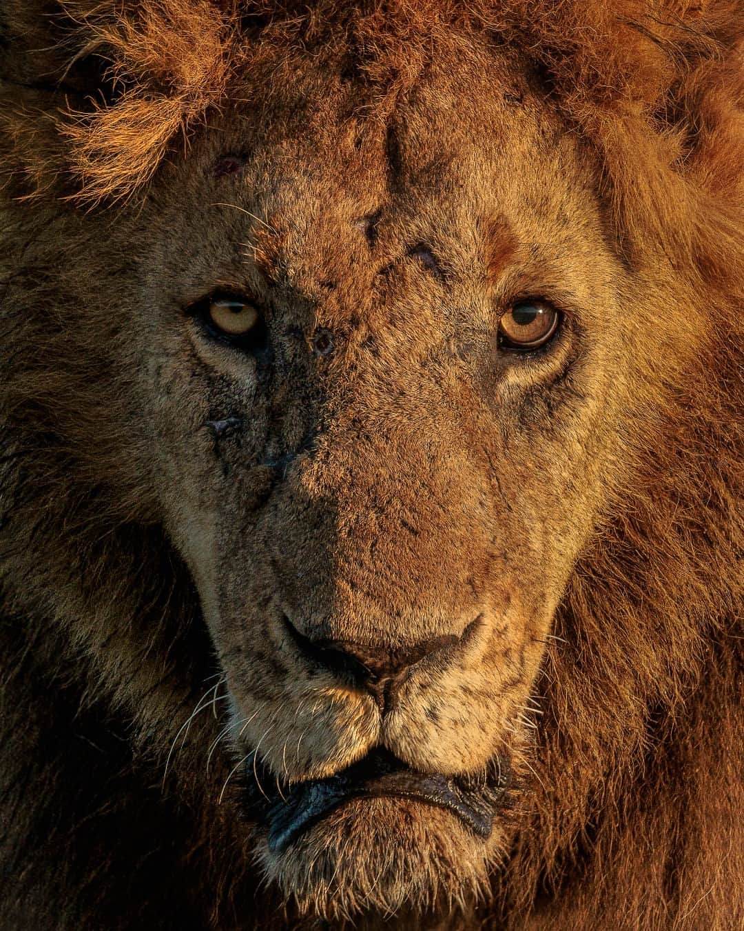 Canon UKさんのインスタグラム写真 - (Canon UKInstagram)「The king of the jungle, up close and personal 🦁👑   What are your tips for capturing wildlife up close?  📷 by @annaveyardwildlifephotography  Camera: EOS R5 Lens: RF 100-500 f4.5-7.1 L IS USM Shutter Speed: 1/320, Aperture: f/7.1, ISO 400  #canonuk #mycanon #canon_photography #liveforthestory」5月23日 1時06分 - canonuk