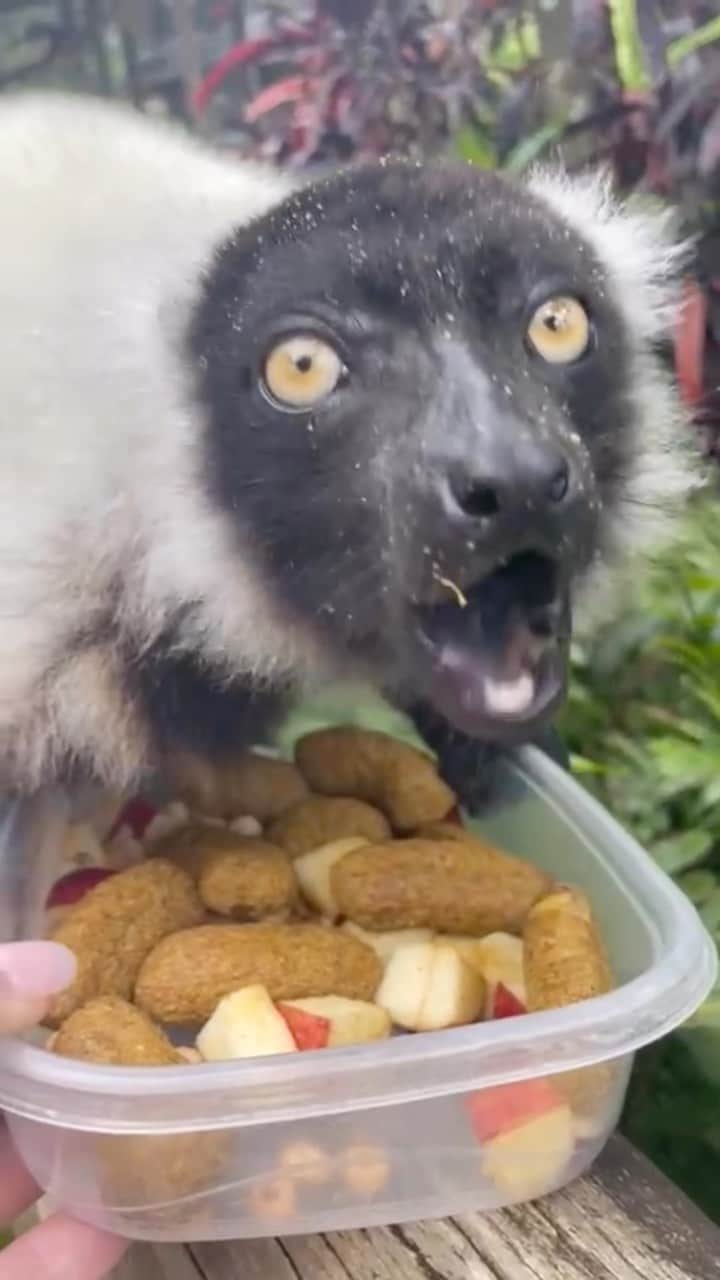 Zoological Wildlife Foundationのインスタグラム：「Lunch 🥗 time with our Black-and-white ruffed lemur. Can you guess what the fave part of the meal is? #watchclosely   We 💚 our zookeeper @katdooatthezoo for all the love she shows each and everyone who calls #ZWFMiami home - animal and human alike.   Fun fact they demonstrate the rare behavior of female social dominance both within and outside the context of feedings.  Join us by booking your tour 📞 (305) 969-3696 or visit ZWFMiami.Com.  #wildlife #zwfmiami #monday #lemur #thingstodoinmiami」