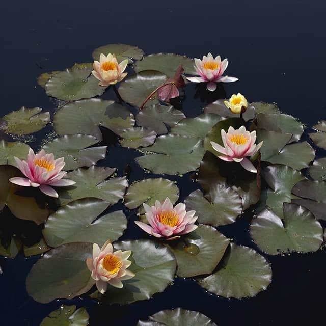 ニューヨーク植物園のインスタグラム