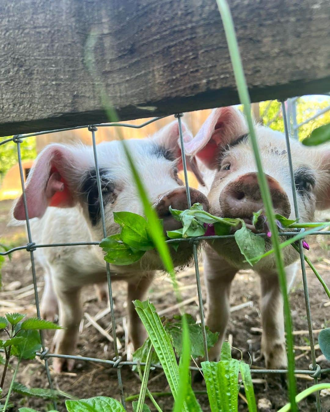 ジョージア・ホールさんのインスタグラム写真 - (ジョージア・ホールInstagram)「Recently 🍃🐷🍁🌳🍂🍃」5月23日 2時35分 - georgiahall23