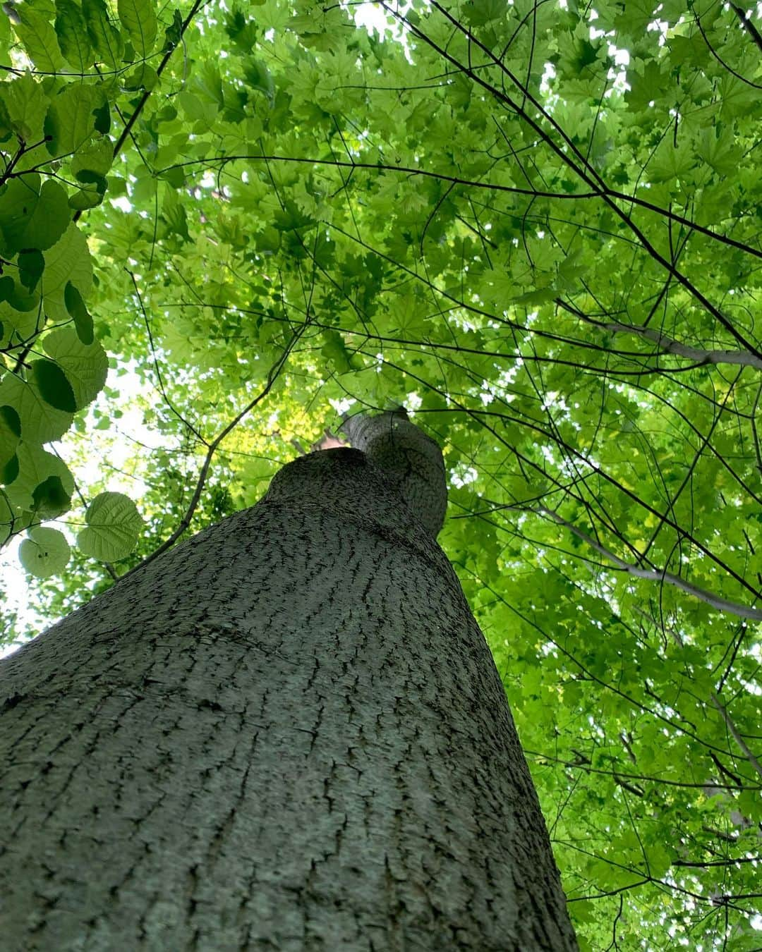 アヤカ・ウィルソンさんのインスタグラム写真 - (アヤカ・ウィルソンInstagram)「Grounding🌱Earthing🌱Feeling all the energy from the Mother Earth 🤍  今日はランニングの後に友達とトロント都内にあるデイビッド公園のトレッキングコースの一部を散歩してきたよ🌱👣  普段は芝生でグラウンディングしてるんだけど、林の中だと一段と地球のエネルギー感じれて最高だった🌱🤍 魂を落ち着かせてすべてとひとつになるの。  私の体はいつかこの地に帰るんだ♡  #grounding  #earthing #グラウンディング」5月23日 3時37分 - ayakawilson_official