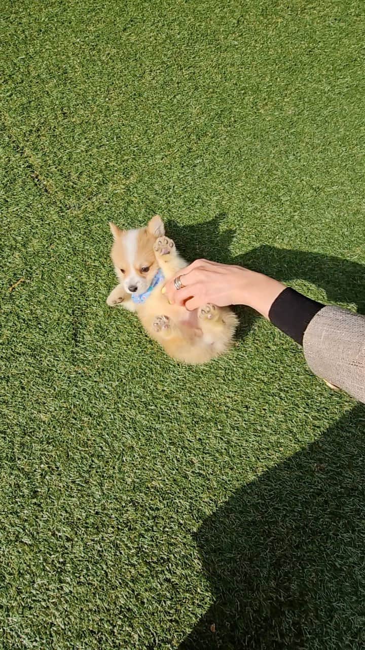 Rolly Pups INCのインスタグラム：「Who can resist a corgi walking with the wiggle wiggle? 😍 . . We Deliver to Selected Countries, where we can DELIVER SAFELY !! ✈  For Puppy Inquiries, Please Call or Text or WhatsApp +82 10 5427 3971 +1 (678) 631 7877  . For More Details, www.kpups1.com」