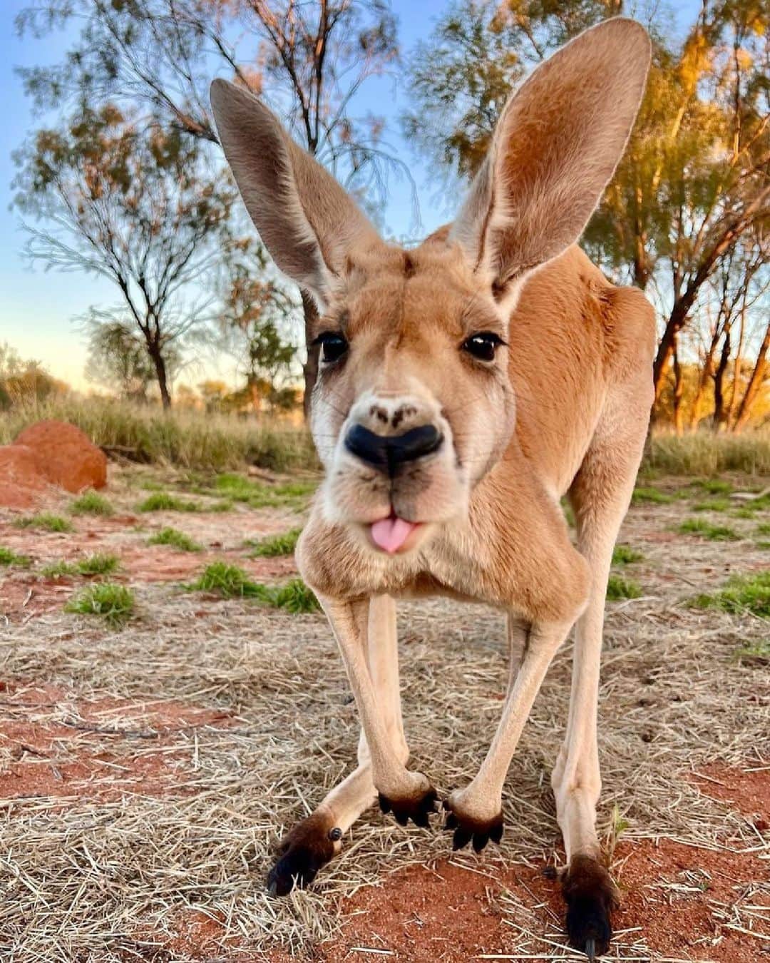 Australiaさんのインスタグラム写真 - (AustraliaInstagram)「The residents at @thekangaroosanctuary are a rather cheeky bunch 😛 Say g'day to Chester, one of the playful roos you'll meet at this wildlife sanctuary in @ntaustralia's Mparntwe (Alice Springs) 🦘. Not only will you get up close and personal with these bouncy beauties, but you'll also learn about the sanctuary's important work in rescuing and rehabilitating orphaned joeys. ❤️ Don't miss the chance to say hello next time you're on Arrernte Country in @visitcentralaus! #seeaustralia #comeandsaygday #ntaustralia #redcentrent #visitcentralaus」5月23日 5時00分 - australia
