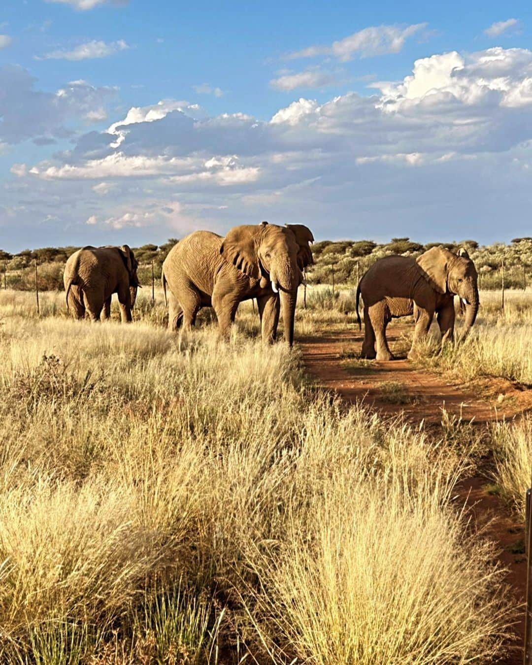 オリビエ・ヌチャムさんのインスタグラム写真 - (オリビエ・ヌチャムInstagram)「Peaceful wild life ☀️🐘#namibiatravel」5月23日 5時41分 - ntchamofficial10