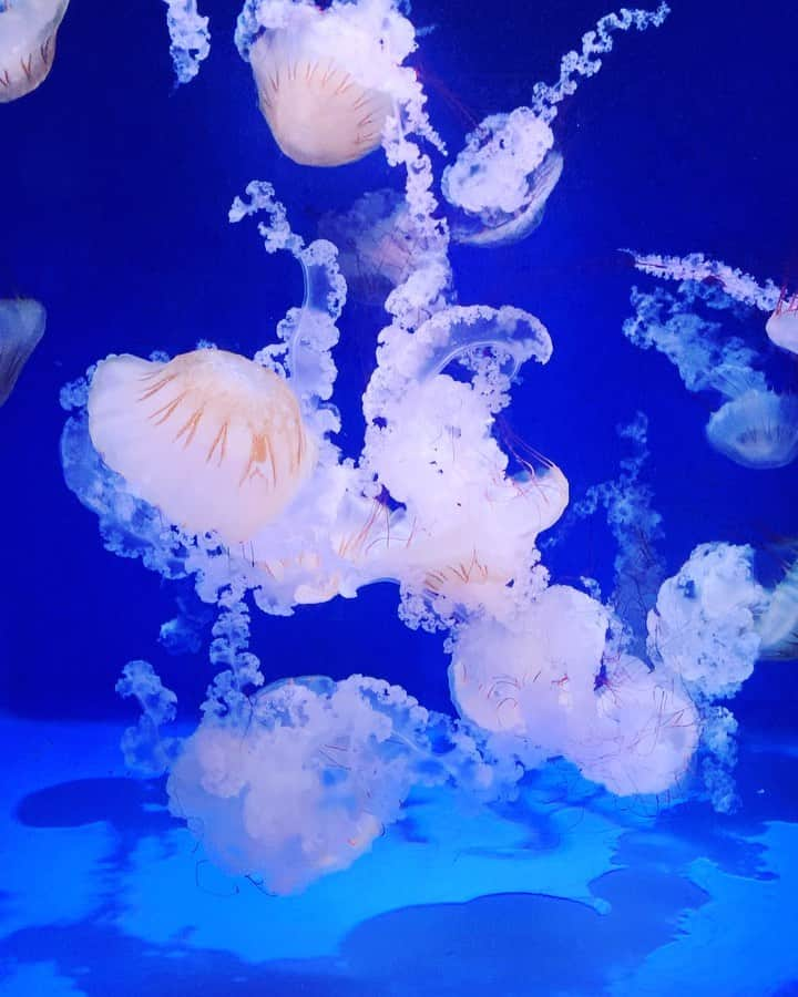 七瀬遥のインスタグラム：「クラゲ💙  好きだなぁ☺️  癒される💗✨✨  #クラゲ#水族館#癒し#happy #beautiful #day#life#smile#fun#love#good#friend#family#happiness#good#tokyo#japan」