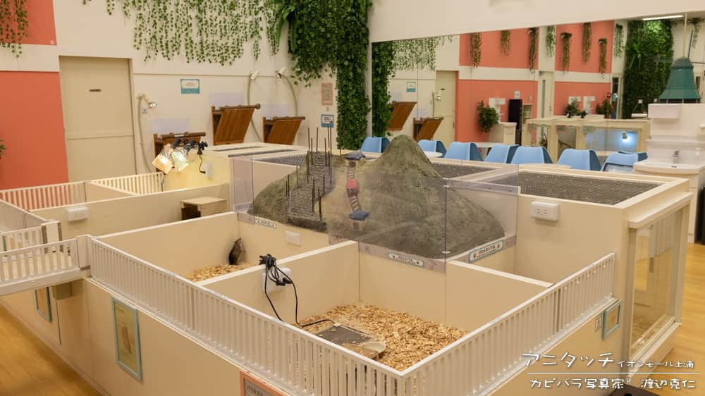 渡辺克仁さんのインスタグラム写真 - (渡辺克仁Instagram)「５月に開園したカピバラに会える茨城の最新施設の訪問記をnoteに書きました。  https://note.com/capybarahp/n/n1bda08643302  土浦にある巨大なイオンモールの２階に2023年5月1日に新規オープンした室内型ふれあい動物園です。伊豆シャボテン動物公園が運営する屋内型動物園のみなとみらい店に続く２店舗目になります。モールが巨大すぎて場所を迷いますが２階イオンスタイルストアーの真横のエスカレーターの目の前です。外からも小さな窓からカピバラも含めた動物達が覗けるため、お客様の多くが水色の壁にへばりついて室内を覗いているので直ぐわかります。  ゲートの横にはグッズ販売のエリアがあり、その横の扉を入ると大きな部屋が２つあります。1つは小動物を中心とした部屋でうさぎ・スキニーギニアピック、プレーリードックやミーアキャット、ヒヨコやパンダマウスが飼育展示されていました。うさぎやネズミ・ヒヨコなど餌あげ体験や触れ合いも可能です(100円と200円の餌があります)。  もう一つがカピバラのいる大きな部屋。同居している動物達は、シロムネオオハシ、フタユビナマケモノ、ワオキツネザル、リスザルです。この日はワオキツネザルは小さな子供を背中に背負って可愛い姿を見せてくれました。施設内には飲み物の自動販売、トイレ、ベンチなども設置されており、ゆっくりと観察する事が出来ます。  カピバラの部屋を細かく説明すると約30畳ぐらいの大きな部屋に暮らしています。室内には猫足浴槽が4台をはじめ、その横にはお客様が入れないセーフティーゾーンも確保されています。その他にも土浦から近いということでしょう牛久大仏を模したオブジェやアンコウや徳川家の印籠の様なオブジェがあり、これらは中を覗いてみると温熱ランプが隠れている仕組みなので、動物達がついつい入ってしまう仕組みになっています。また天井から吊るされた雲や橋などがありサル達が自由に走り回ってる姿も観察出来ます。もちろん触れ合いや餌あげも可能です。餌は伊豆シャボテン動物公園と同様に青草の束が200円で販売されています。  施設が出来て直ぐという事で清潔で綺麗。動物達が汚すと直ぐに飼育係さんが飛んで来て清掃されるので安心、更に飼育係さんが各フロアに常に数名常駐しているので、動物のことや触れ合いの仕方などレクチャーを気軽に受ける事が出来ます。ちょっとお聞きしたところ、ショッピングモール内という事で小さなお子さんや動物に慣れてない方も多いという理由で、スタッフさんの人数は多めに設定しているとのこと。昨今カピバラのふれあいにおいても他園館ですが大きな事故があったので、動物達の何処を触ればよいかや、触ってはいけない雰囲気の時を教えてくださるのは有難いです。  カピバラ達はオスの「サンチェ」メスの「イクミ」「リラ」「リース」の計4頭。体長80cmから100cmクラスの若いカピバラ達です。毛並みも良くリラックスしていて環境にも慣れている感じを受けました。この日は人肌程度のお湯が浴槽に張られており、全頭お風呂から1歩も出てこないという優雅な雰囲気を眺めながら、新しい施設と動物を堪能致しました。  巨大なショッピングモール内の動物園、色々な店舗が並んでいて普通にショッピングや食事をするのに楽しいスポットです。館内には映画館などもあり巨大な無料駐車場も完備されているので、天候にも左右されないことも含めご家族で楽しむには最適だと思いました。余談なのですが後悔したことが1つあります。以前から見たい映画があったのですが私の家から近い映画館はその作品が人気の割に席数の少ない部屋で上映されていて毎日ネットで確認しても良い席は埋まっています。もしモール内に映画館がある事を分かっていたら時間を合わせて行動したのに・・・と。気が付いて時計を見た時には上映時間から20分経過していました。残念。  アニタッチ イオンモール土浦　https://tsuchiura.anitouch.com/ イオンモール土浦 https://www.aeon.jp/sc/tsuchiura/  #カピバラ #水豚 #capybara」5月23日 16時04分 - katsuhito.watanabe