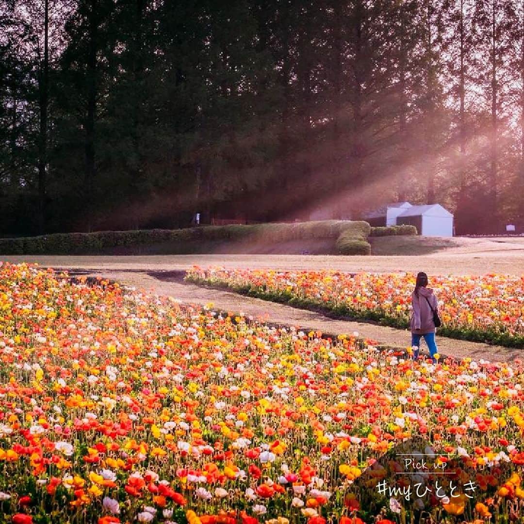 JTのインスタグラム：「Pick up #myひととき  満開のポピー。 足元に広がる花々の中をお散歩。  赤やオレンジのポピーの花畑は、 とても元気が出る色合いで、お散歩するのが楽しくなりそうです。  こんな風景のような、あたたかく、のどかな“ひととき”が みなさまにもたくさん訪れますように。  @satosan_photo さん、素敵な投稿をありがとうございます。  “Pick up #myひととき”では、JTでハッシュタグ投稿キャンペーン開催中に指定のハッシュタグをつけて投稿いただいた写真と「 #JTひとときmagazine」をつけて投稿いただいた写真の中から、「かけがえのないひととき」や「大切な時間」を感じる一枚をご紹介しています。 たくさんのご投稿お待ちしております。  #JT #ひととき #かけがえのないひととき #JTひとときmagazine #ポピー #花畑 #花のじゅうたん #お散歩日和 #お出かけ日和 #カラフルな世界 #のどかな風景 #初夏の風景 #綺麗な風景 #カメラ好き」