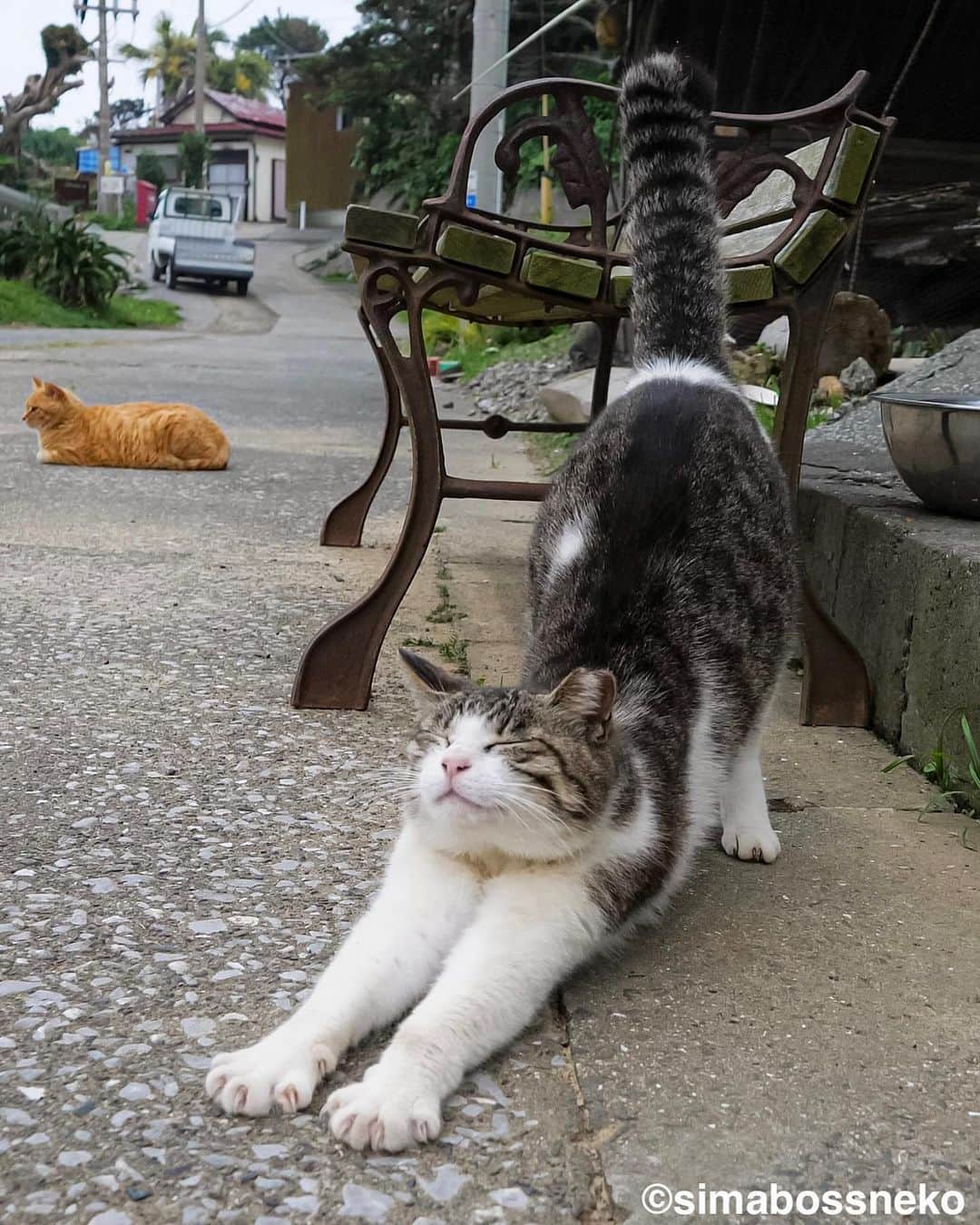 simabossnekoのインスタグラム：「・ おはよ〜〜🐾 Yoga time❣️  2枚目の投稿は動画です。 The 2th post is a video. Swipeしてね←🐾  〜お知らせ〜 minneとメルカリでは『日本の島のごきげんな猫』『キス猫 』『島にゃんこ』のサイン本のセットも販売中です。　  他にも島ねこ日めくりカレンダー2とのセットも❣️ 写真集、カレンダー共に可愛い瞬間がいっぱいです。こちらもぜひ〜🐾  ★minneへは @simabossneko または @p_nyanco22 の プロフィールリンクよりご覧いただけます。  ★メルカリShopsへは、アプリ立ち上げ後「simabossneko's shop」で検索してください。 ・ ・ 【Notice】 At minne shop, we are also selling a set of autographed books of "Nihon no shima no gokigenna neko", "Kiss and Cuddle Cats" and "Island Cats".  ◆Special!  Author ”simabossneko” an  autographed book.  Available now at minne simabossneko's shop Shop URL→ https://minne.com/＠simabossneko  You can jump “minne simabossneko's shop“ directly from the link in @simabossneko or @p_nyanco22 profile. ・ ・ #しまねこ #島猫 #ねこ #にゃんすたぐらむ #猫写真 #cats_of_world #catloversclub #pleasantcats #catstagram #meowed #ig_japan #lumixg9」