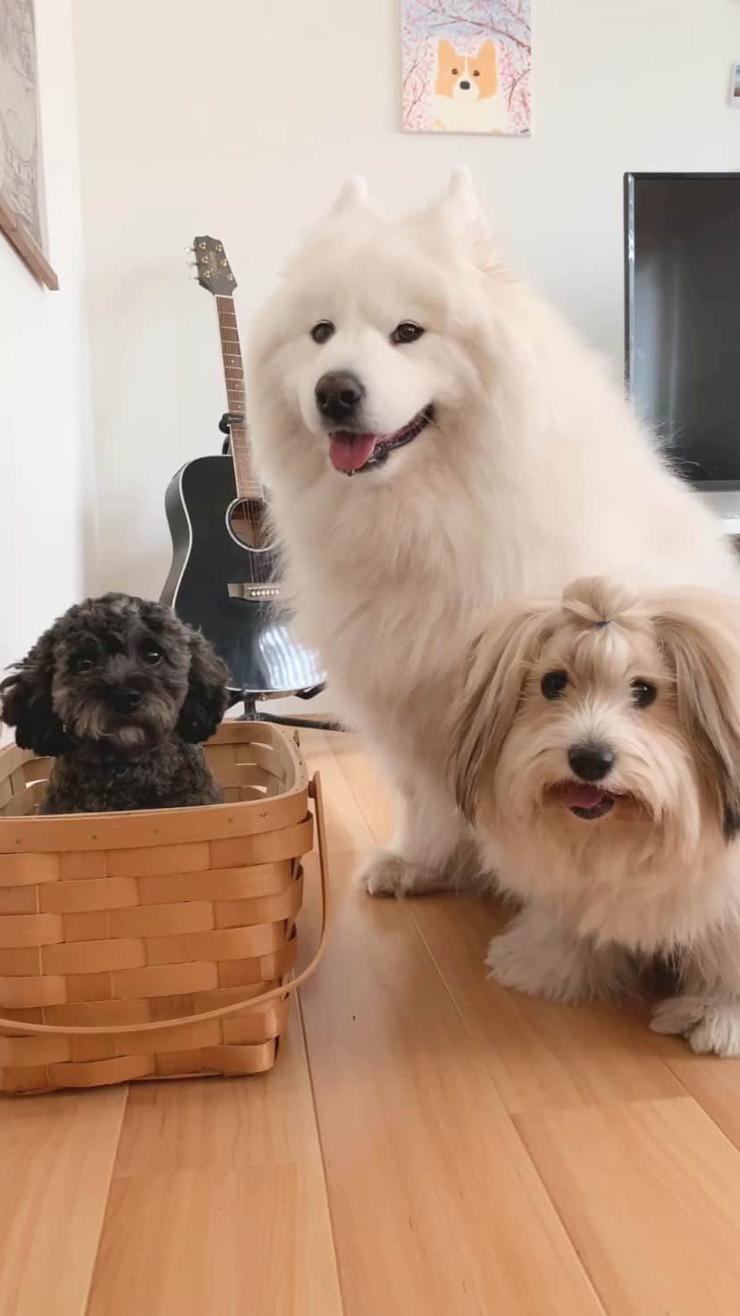 のインスタグラム：「Your new foster sister has been delivered! ❤️」