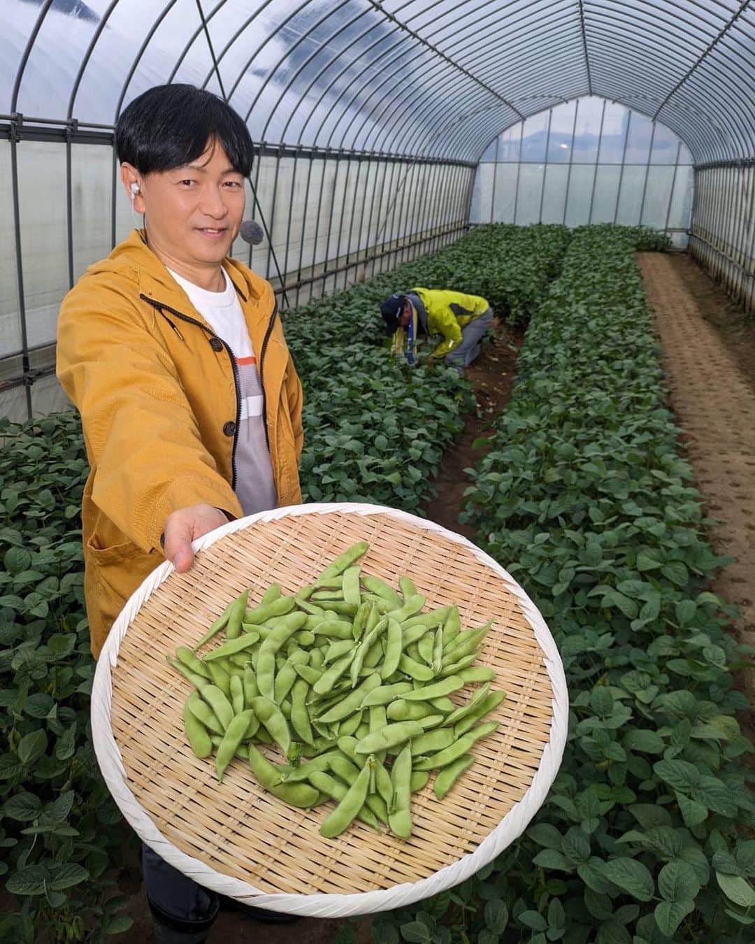 依田司さんのインスタグラム写真 - (依田司Instagram)「5月23日（火） 埼玉県八潮市にある『まるふく農園』から。夏を前に枝豆の出荷が始まりました。 農家さん曰く、暑くなると「枝豆」も 一気に売り上げを伸ばすそうです。 こちらでは「味風香」「神風香」という 品種を育てていて、甘みとコクがあり、風味が抜群。食べ始めると手が止まらなくなります。今度の土曜日には、つくばエクスプレス八潮駅北口イベント広場にて、「やしお枝豆まつり」が開催。試食や購入が出来ますよ。  #まるふく農園 #DoCLASSE #ドゥクラッセ #依田さん #依田司 #お天気検定 #テレビ朝日 #グッドモーニング #気象予報士 #お天気キャスター #森林インストラクター #グリーンセイバーアドバンス #プロジェクトワイルド #IPCC伝導者 #japan #japantrip #japantravel #unknownjapan #japanAdventure #japanlife #lifeinjapan #instagramjapan #instajapan #療癒 #ilovejapan #weather #weathercaster #weatherforecast」5月23日 8時56分 - tsukasa_yoda