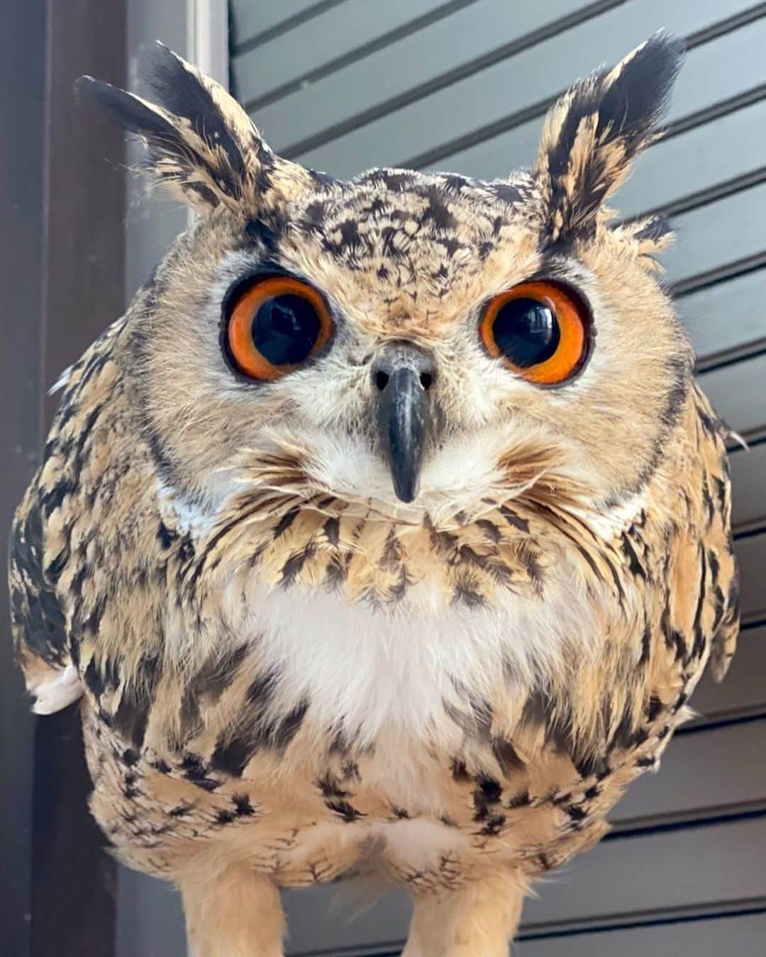 GEN3 Owlのインスタグラム：「何見てるのかな？ @genz64  What are you looking at?  #owl #owlgaru #フクロウ」