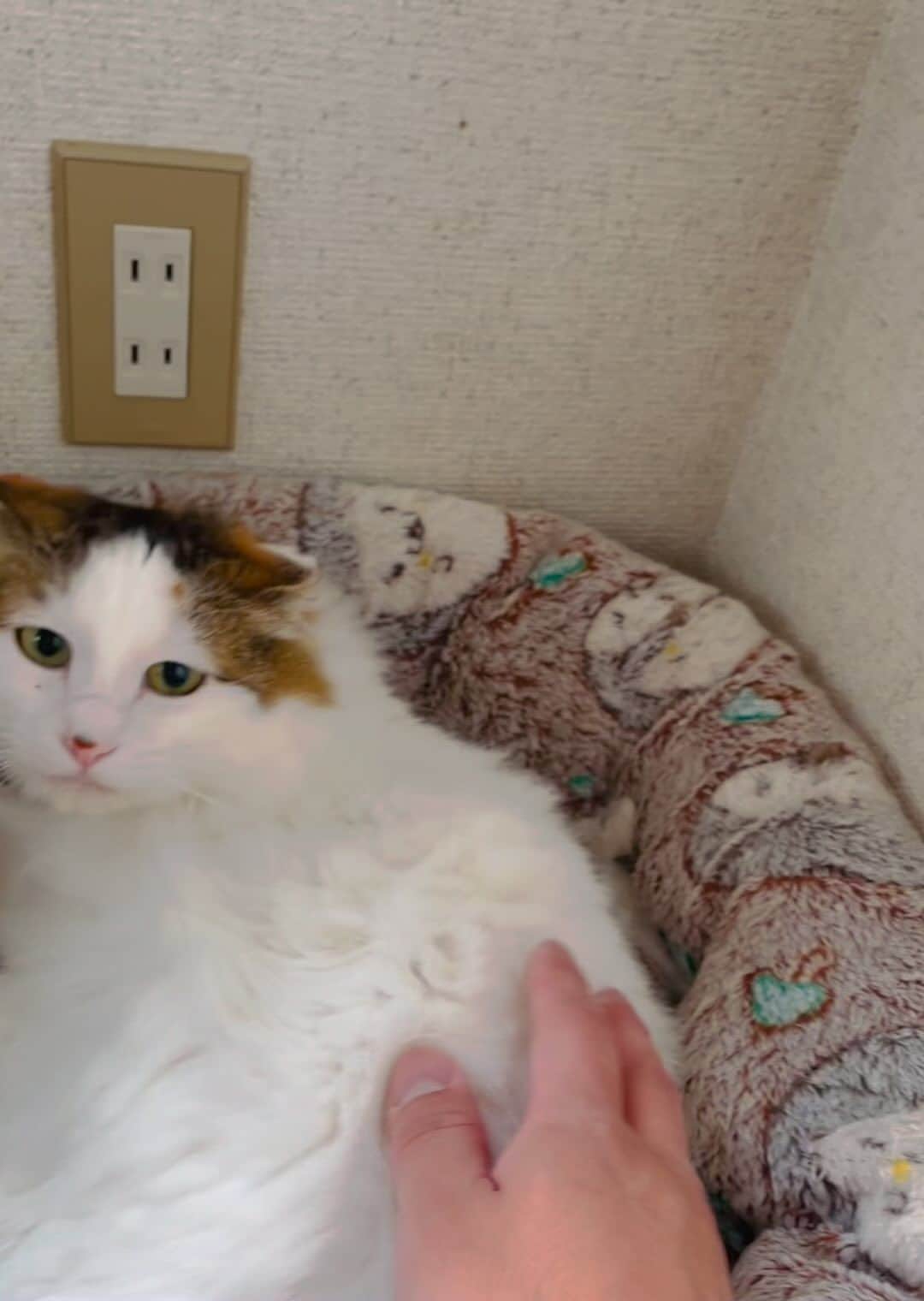 斎藤洸のインスタグラム：「実は、保護猫パンクちゃんを素手で毎朝触るというのを欠かさずやっています。人馴れ修行は順調……です！ #パンクちゃんが心を開くまでの道  #わさびちゃんち」