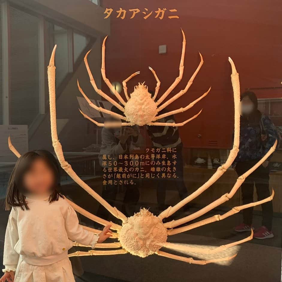 竹田恒泰さんのインスタグラム写真 - (竹田恒泰Instagram)「参考までに　タカアシガニの骨格標本  令和3年撮影」5月23日 9時46分 - takedatsuneyasu