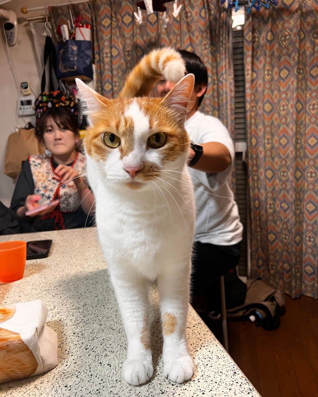 Kachimo Yoshimatsuのインスタグラム：「腰ポンされるとシッポが内側に！  #うちの猫ら #猫 #oinari #娘夫婦 #ねこ #ニャンスタグラム #にゃんすたぐらむ #ねこのきもち #cat #ネコ #catstagram #ネコ部 http://kachimo.exblog.jp」