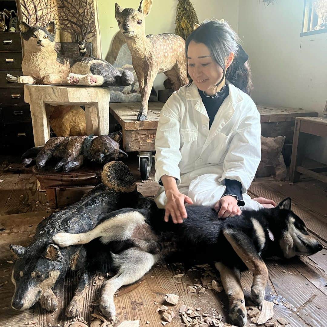 はしもとみおのインスタグラム：「撮影でたくさんのかたがアトリエに来てくださり、月くんが先代月くんの彫刻に足をかけるほのぼのショットを撮っていただきました。  このアトリエでの動画撮影ももしかしたらこれで最後くらいかもしれないので、貴重な映像を残していただき感謝です。 また少し先になりますがお知らせします。  #woodcarving #miohashimoto#atelier #art #artstudio #woodsculpture #sculpture #はしもとみお#黒柴月くん」