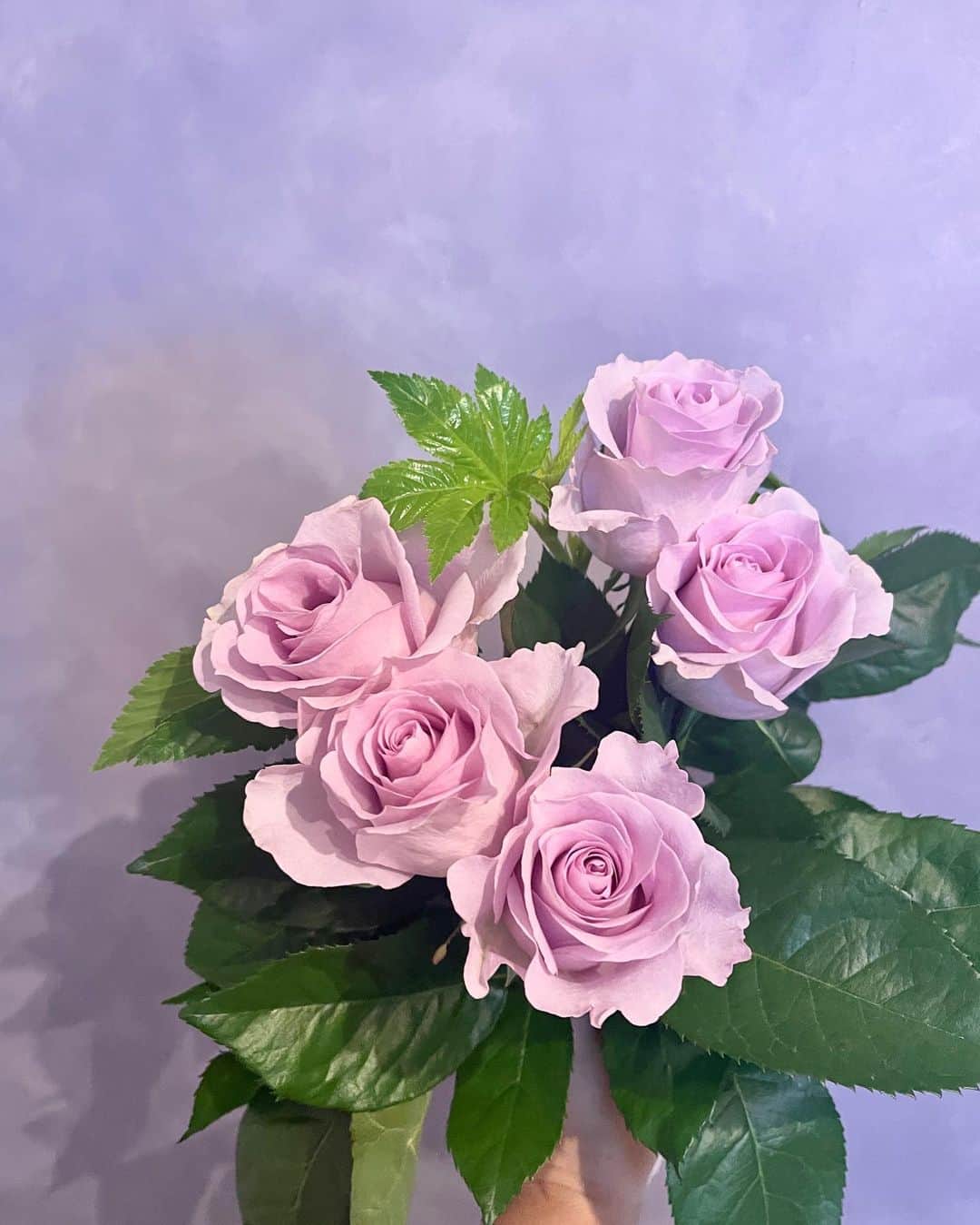 mikaさんのインスタグラム写真 - (mikaInstagram)「♥︎︎∗︎* お花のある暮らし継続中🌷  月1でプロの方が厳選したお花を送ってくれる定期便 @moafura_official   今月は薄紫色のバラが届いたよ✨ こんな綺麗で上品な色のバラを見たのは初めてで 担当の方のセンスを感じるお花でした。  色んなコースがあるから気になる人は Instagramの公式サイトを見てみてね！  #moafura  #モアフラ #お花の定期便 #お花のある暮らし #バラ花束 #バラ定期便 #バラサブスク #バラギフト #花 #Flower #花のある暮らし #花好きな人と繋がりたい」5月23日 16時55分 - _mika.___