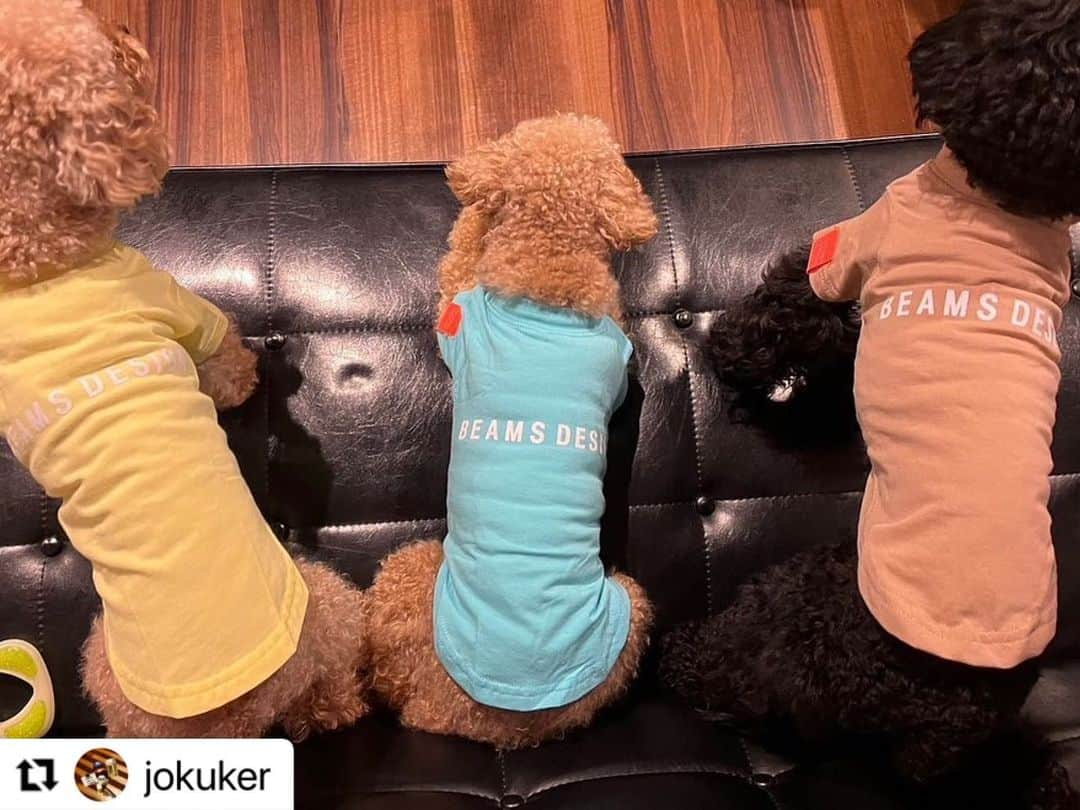 Caluluさんのインスタグラム写真 - (CaluluInstagram)「みんなでBEAMS DESIGNのスタンダードシャツを着てくださいました🐶💕  可愛すぎます😍😍  カラフルでみんなで集まると明るくなりますね☺️  これからもぜひ仲良くみんなでおそろいコーデ楽しんでくださいね🌻  #Repost @jokuker with @use.repost ・・・ トリオザ・ビームス #おそろいコーデ @calulu_dogwear  お似合いでかわいい♡  #トイプードル #トイプードル女の子 #トイプードル男の子 #トイプードルブラック #トイプードルアプリコット #いぬのいる暮らし #犬服 #ビームス #ビームスデザイン #beams #beamsdesign #新色 #シュリ #アムル #ピメル #カルルわんこの会 #カルル #お揃いコーデ #beamsdesign犬服 #ビームスデザイン #犬のお洋服 #オシャレわんこ #わんこコーデ #いぬすたぐらむ」5月23日 11時56分 - calulu_dogwear