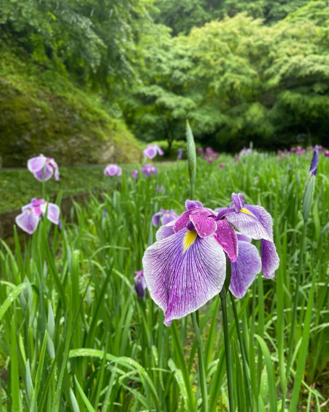 田原萌々さんのインスタグラム写真 - (田原萌々Instagram)「.  今日もロケに来ています〜☔️  #花菖蒲 と #紫陽花 が綺麗な #明月院 を取材しました！🎤  今日の16:45〜のスーパーJチャンネルで放送予定です！ ぜひご覧ください☺️  #テレビ朝日#スーパーJチャンネル#菖蒲#アジサイ#田原萌々#取材#ロケ#明月院ブルー」5月23日 12時19分 - tahara_momo