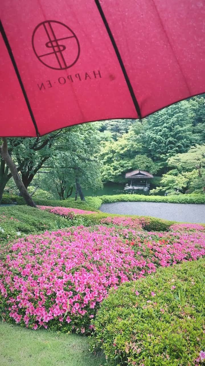 八芳園のインスタグラム：「雨に濡れた草木が鮮やかに映える日本庭園。 静寂のなかで雨粒が落ちる音が響きます。  雨の日にだけ愉しむことができる、美しい情景をご堪能ください。  🍃🍃🍃  #八芳園 #happoen #サツキ  #日本庭園 #はなすたぐらむ #flowerstagram #flower_daily #花のある暮らし #はなまっぷ #傘 #雨 #雨の日 #お散歩  #カメラ部 #キリトリセカイ #写真好きな人と繋がりたい #カメラ好きな人と繋がりたい #ファインダー越しの私の世界 #イマソラ #いまそら部  #japanesegarden #tokyotokyo #tokyotrip #japan_of_insta #jp_mood #jp_gallery #wonderful_places #bestphoto_japan #japan_daytime_view」